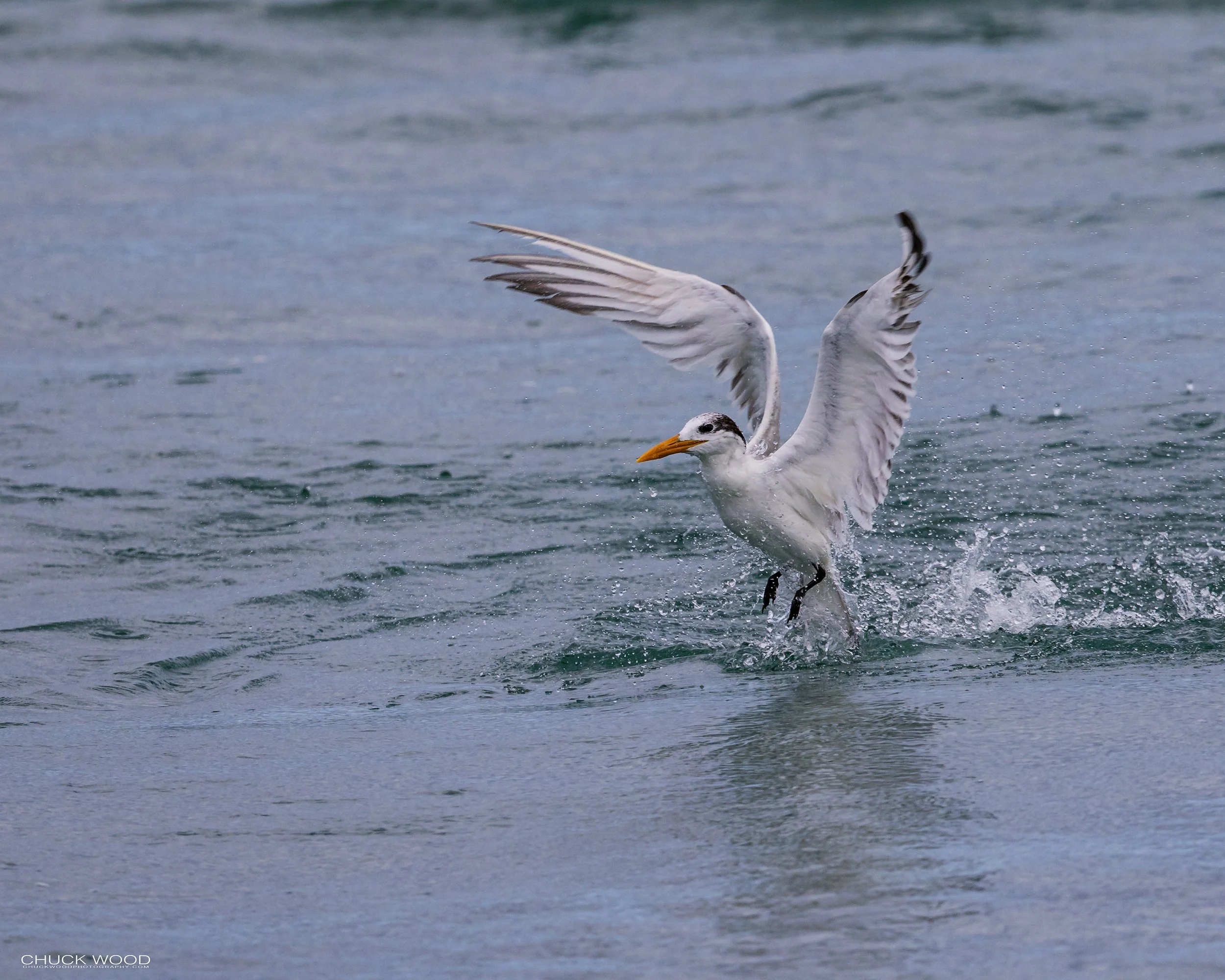  Sebastian Inlet, FL 2022 