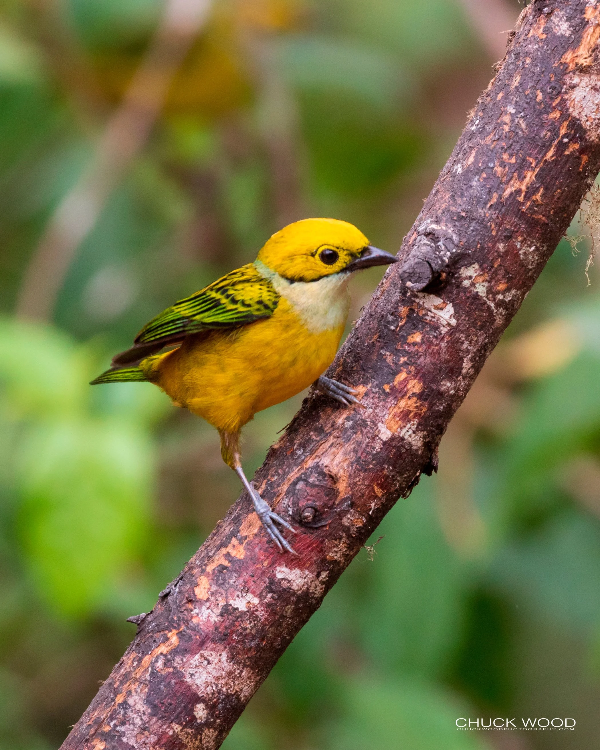  Bosque Del Tolomunco, Costa Rica 2020 