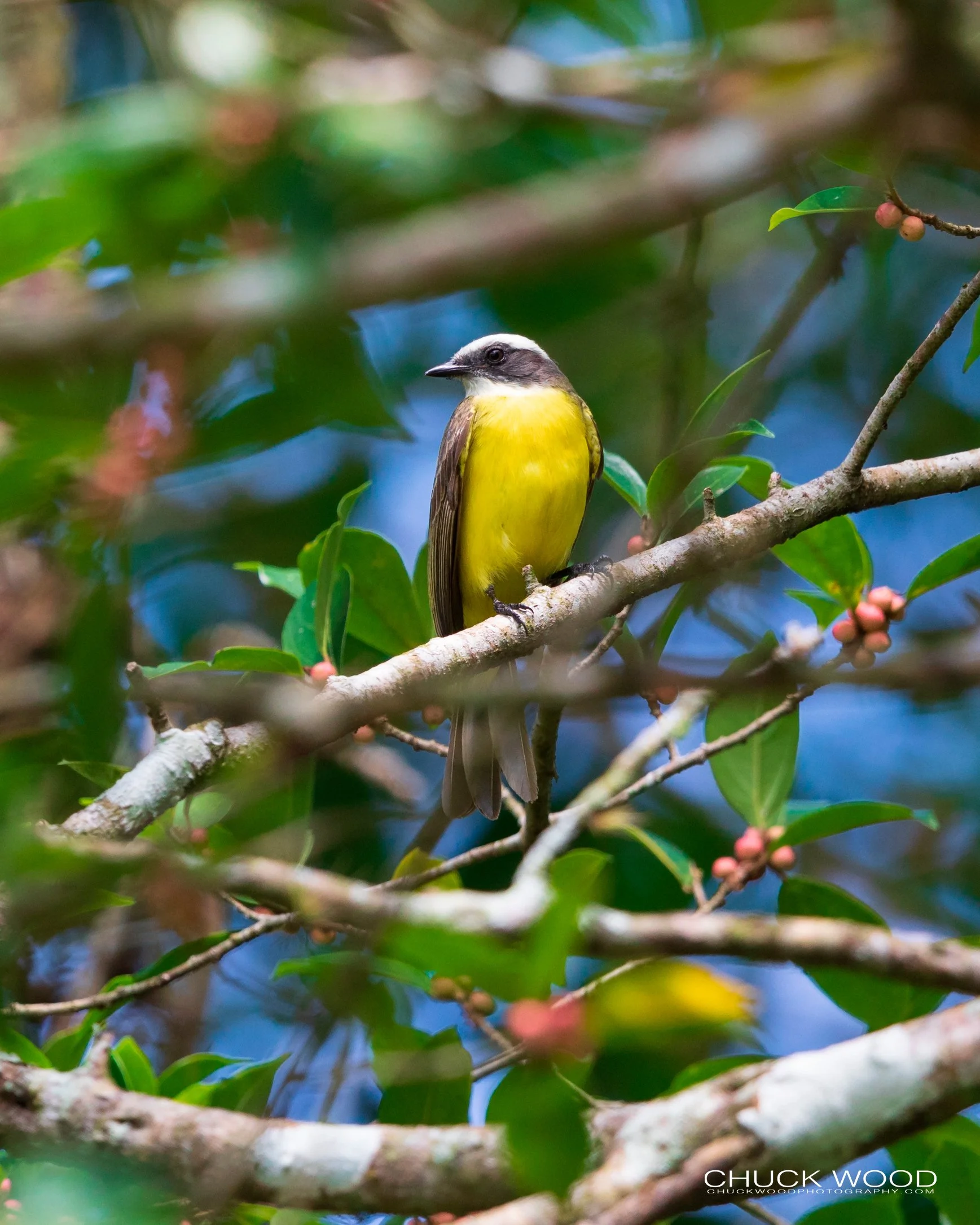  CATIE, Costa Rica 2020 I/ 