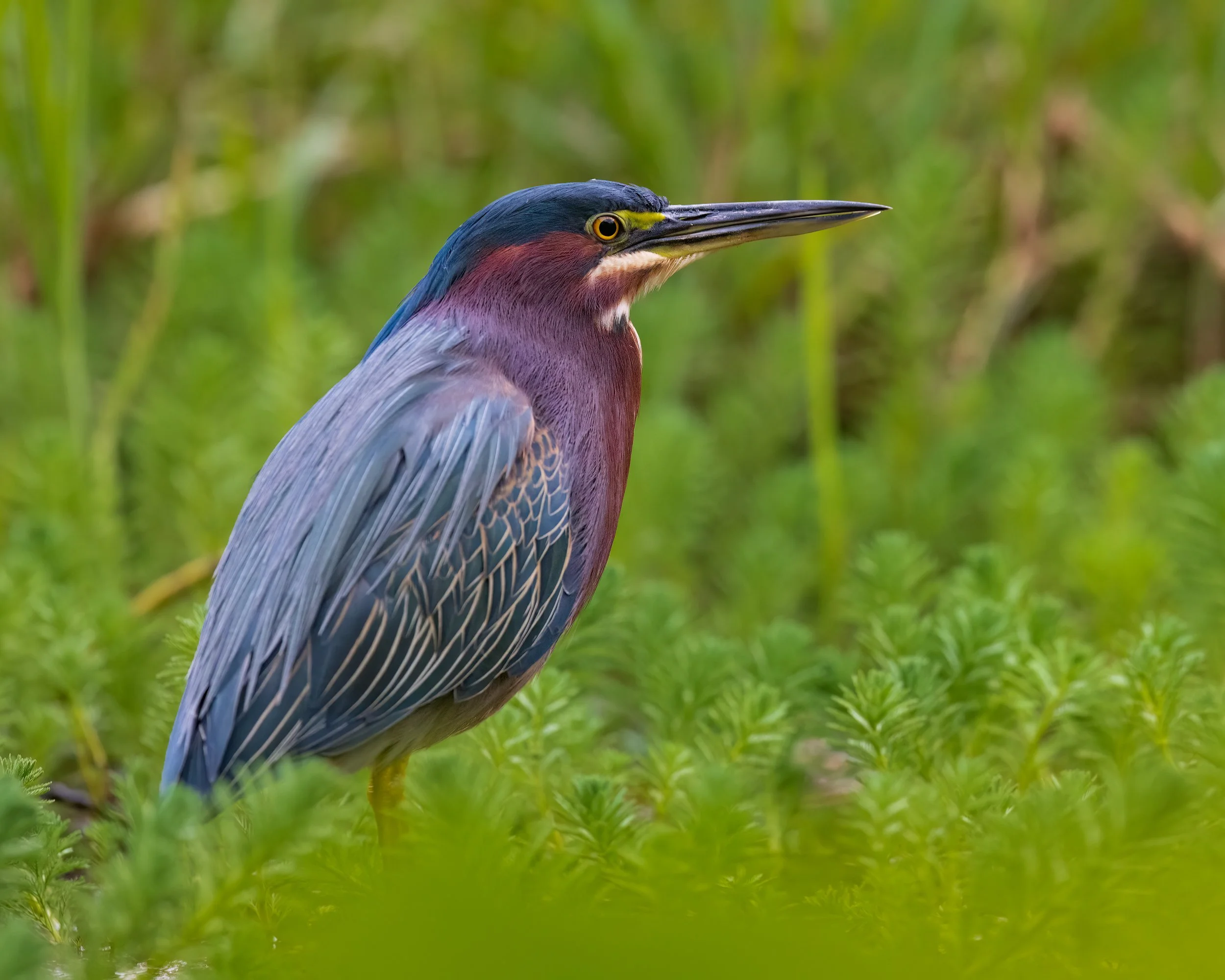  Macaw Lodge, Costa Rica 2023 