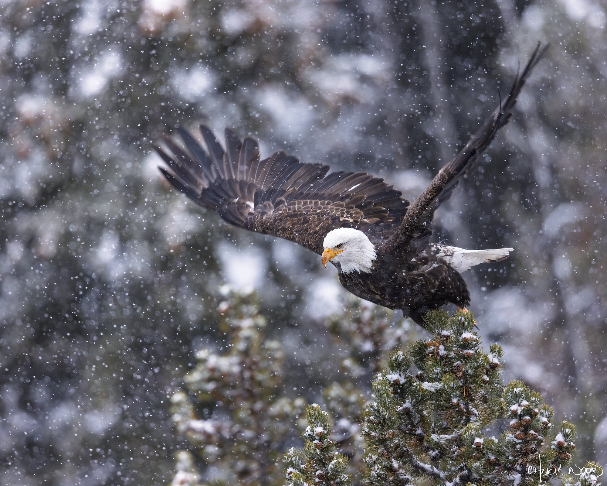 CW00624-Bald-Eagle-Yellowstone-2000-sig.jpg