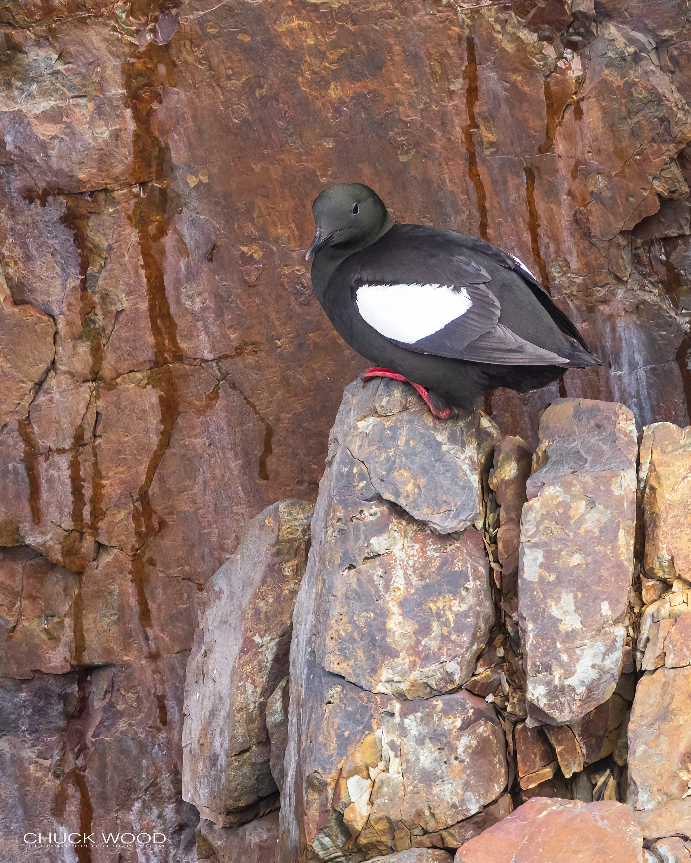  Elliston Puffin Island, NL 2022 