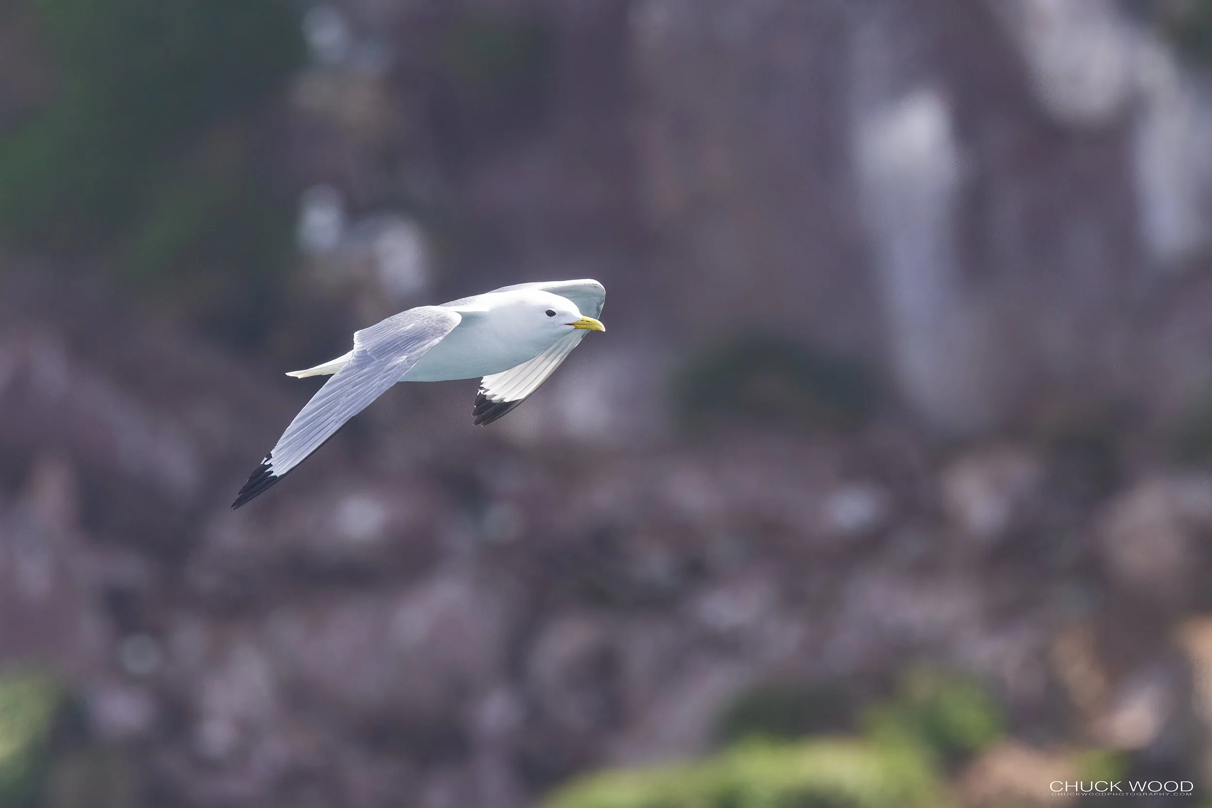  Williston NWR, NL 2022 