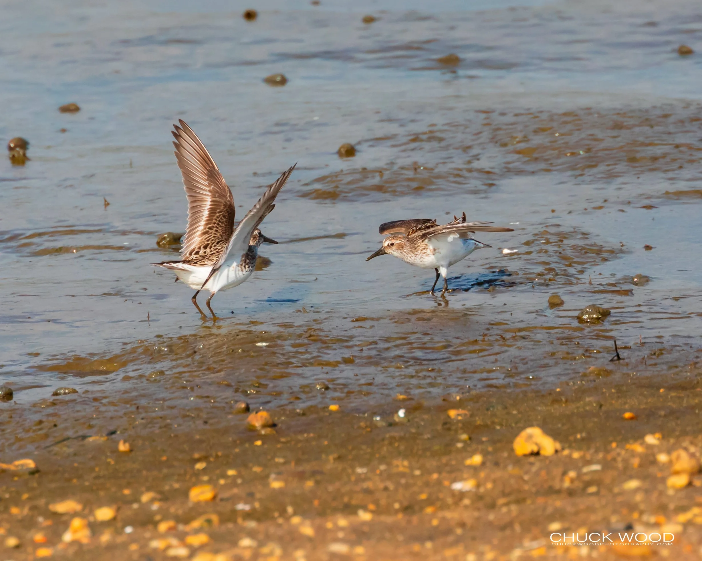  Forsythe NWR, NJ 2019 
