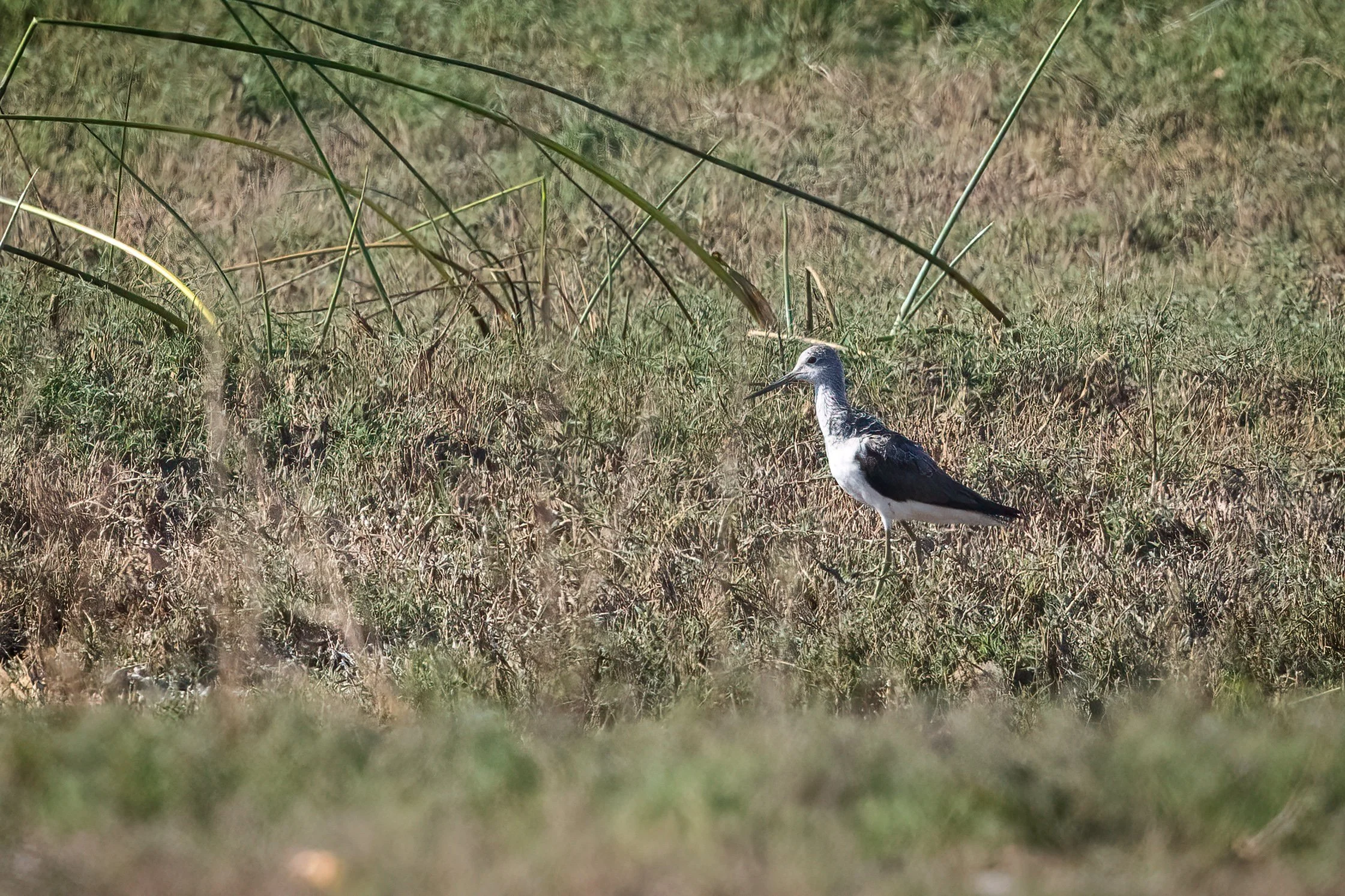  Chobe Riverfront, Botswana 2023 