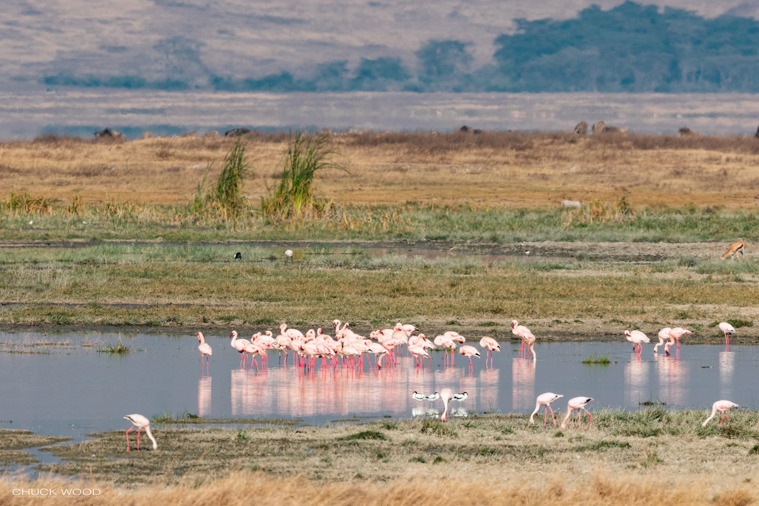  Ngorongoro Crater, Tanzania 2021 