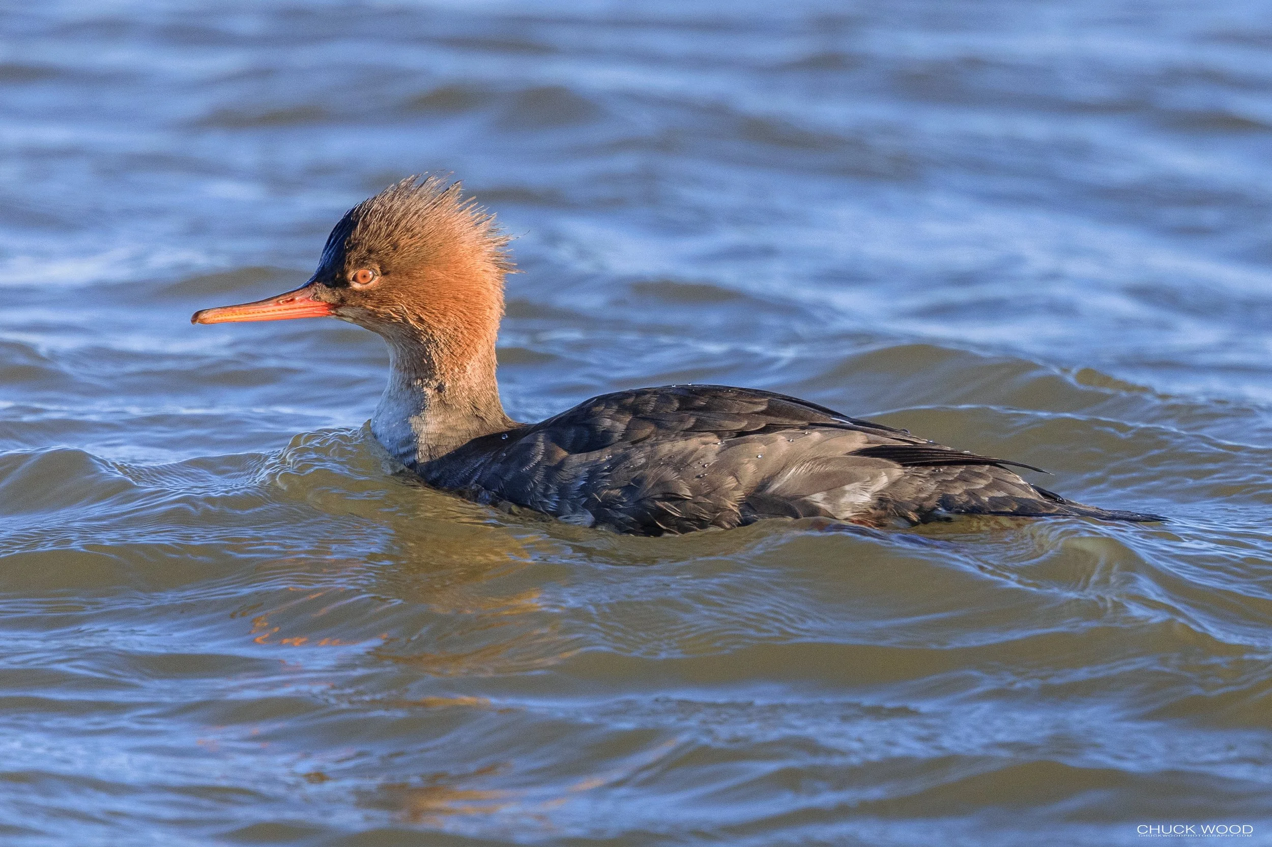  Barnegat Lighthouse, NJ 2021 