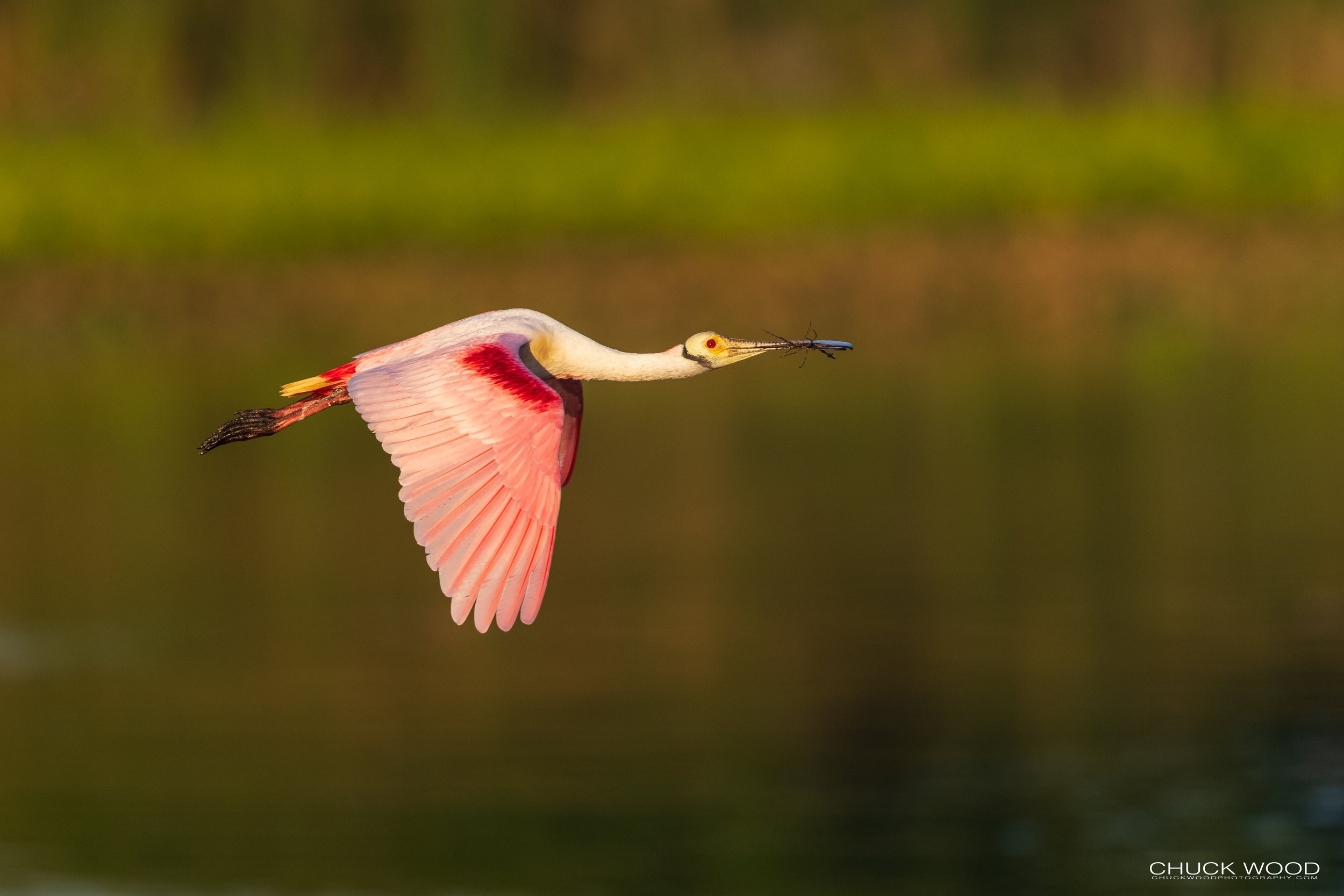  Stick Marsh, FL 2021 
