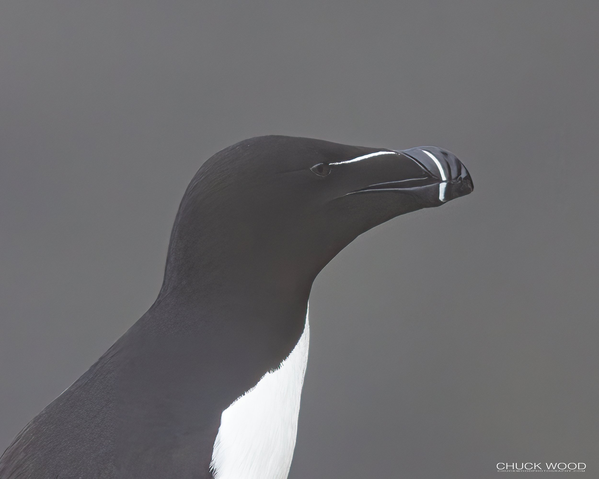   Cape St. Marys, NL 2022 