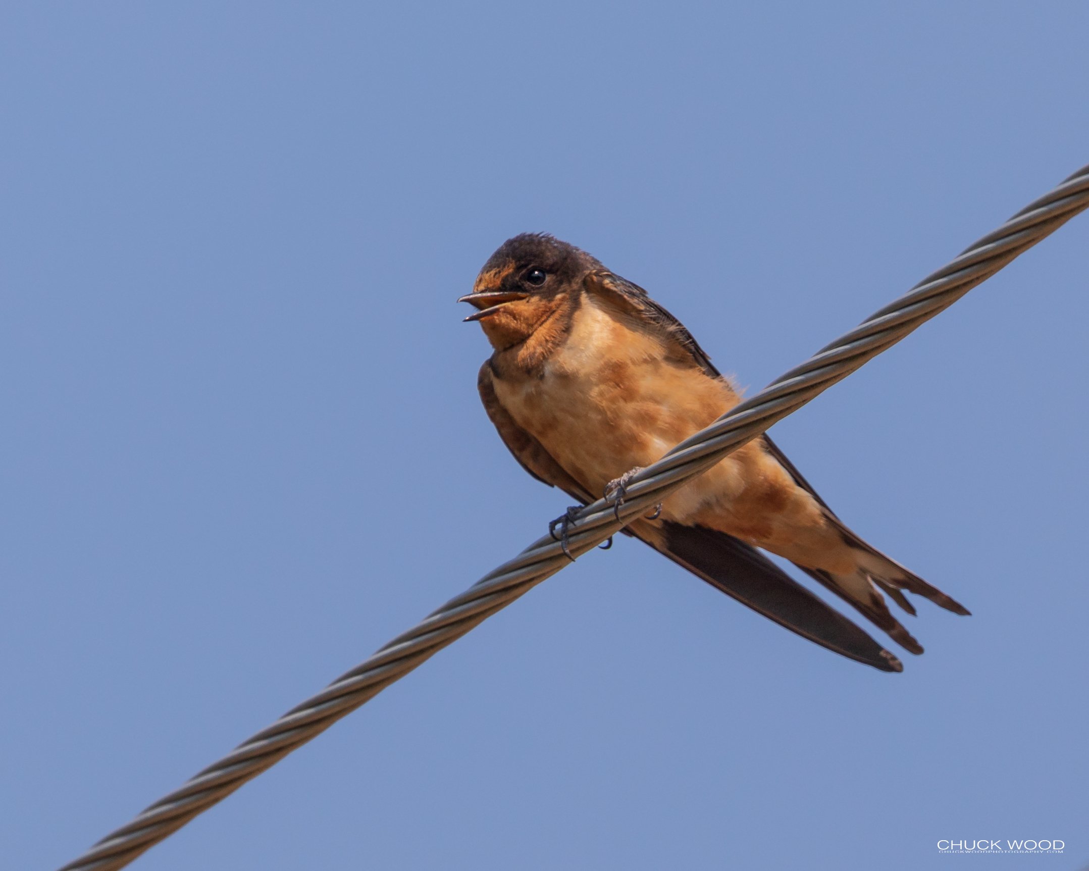  Custer State Park, SD 2020 