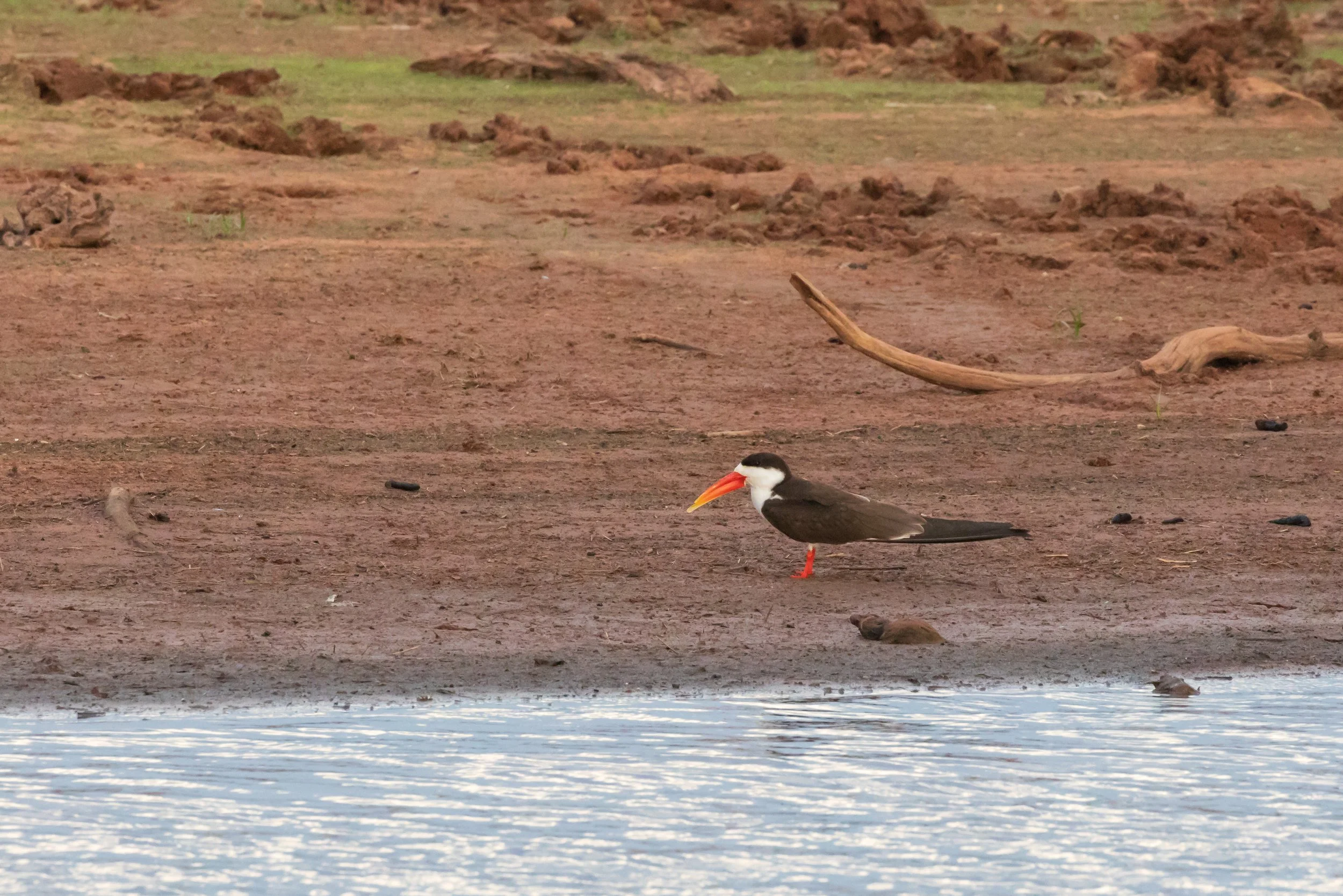  Lake Kariba, Zimbabwe 2019 