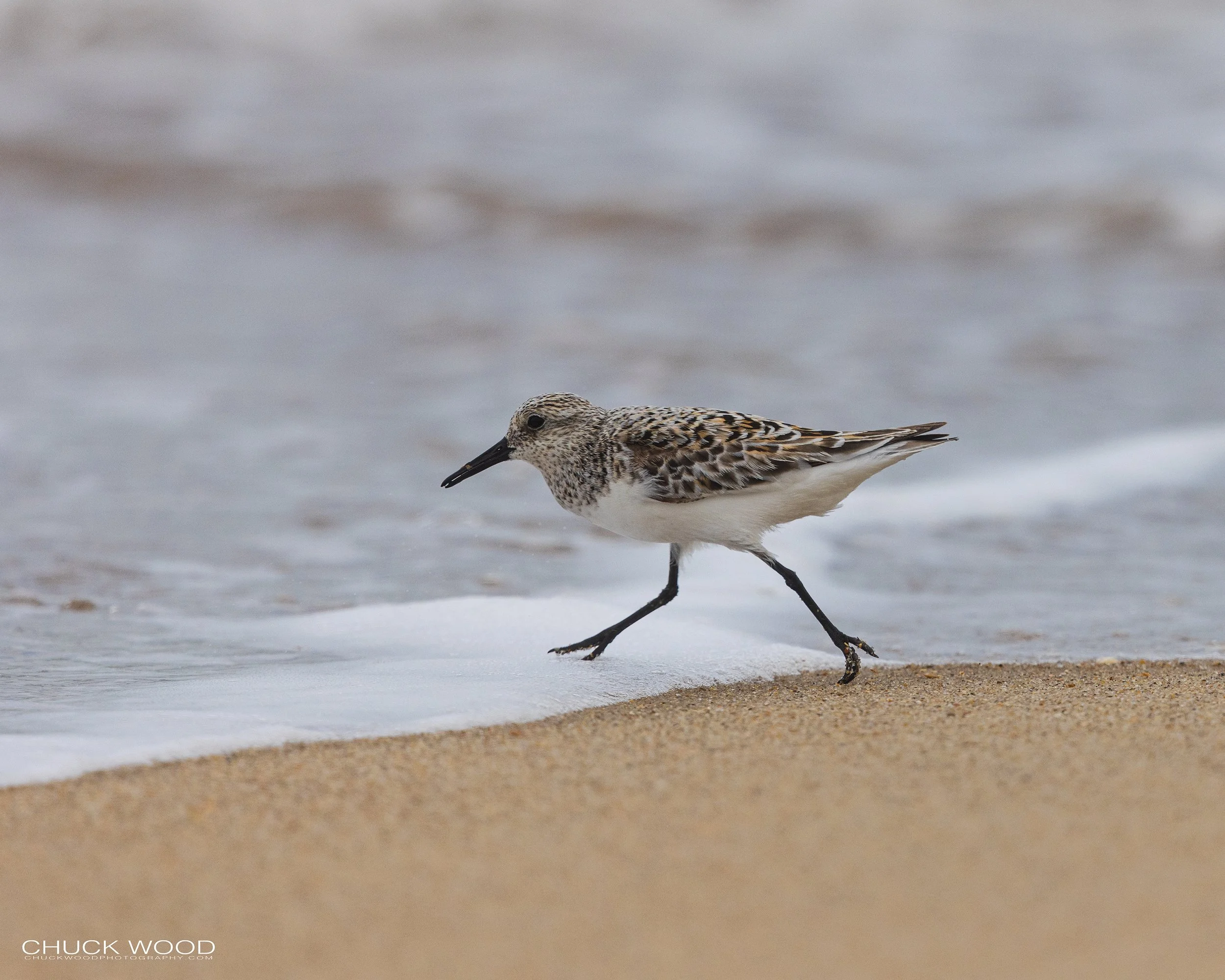  Cape Hatteras, NC 2022 