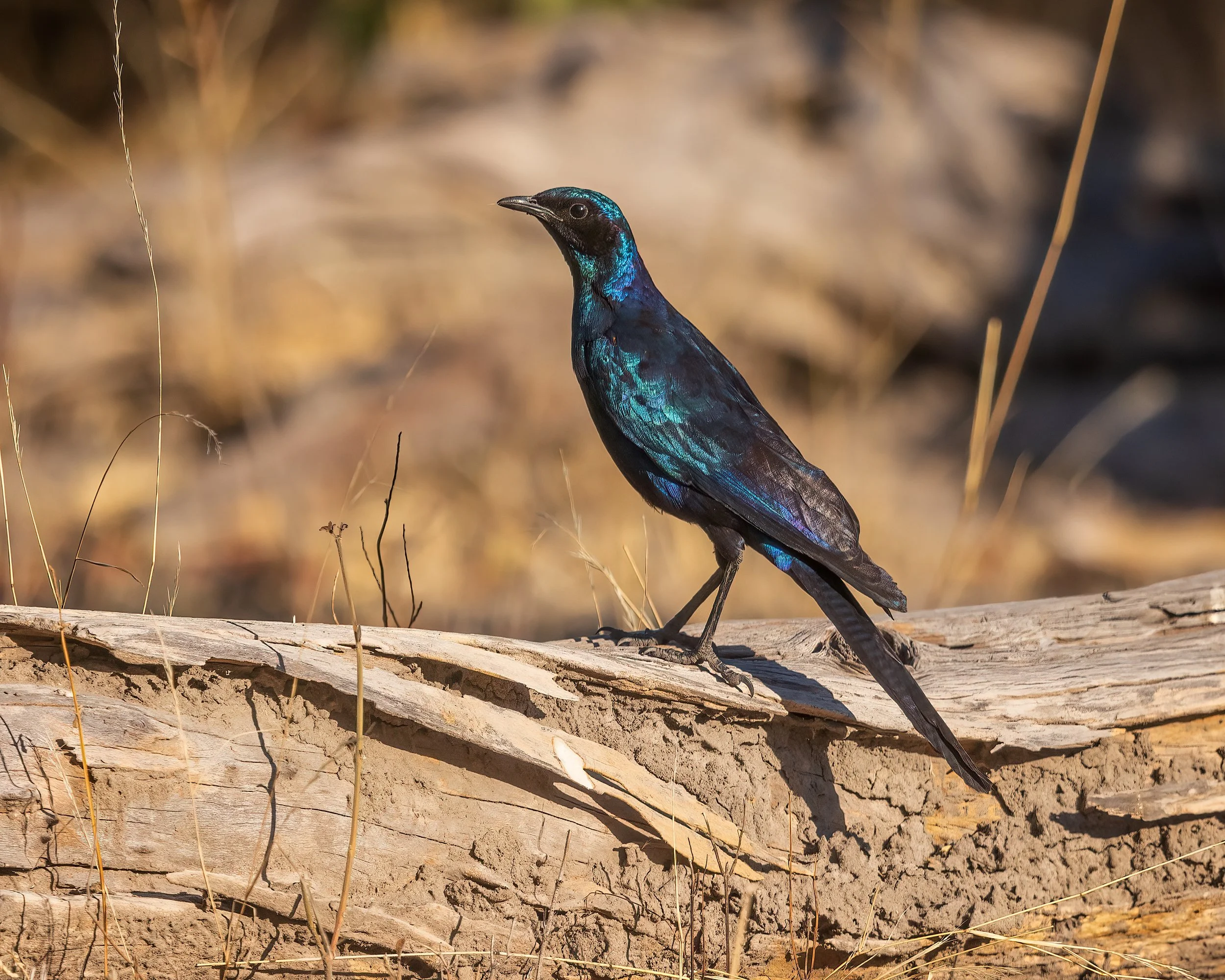   Moremi, Botswana 2023 