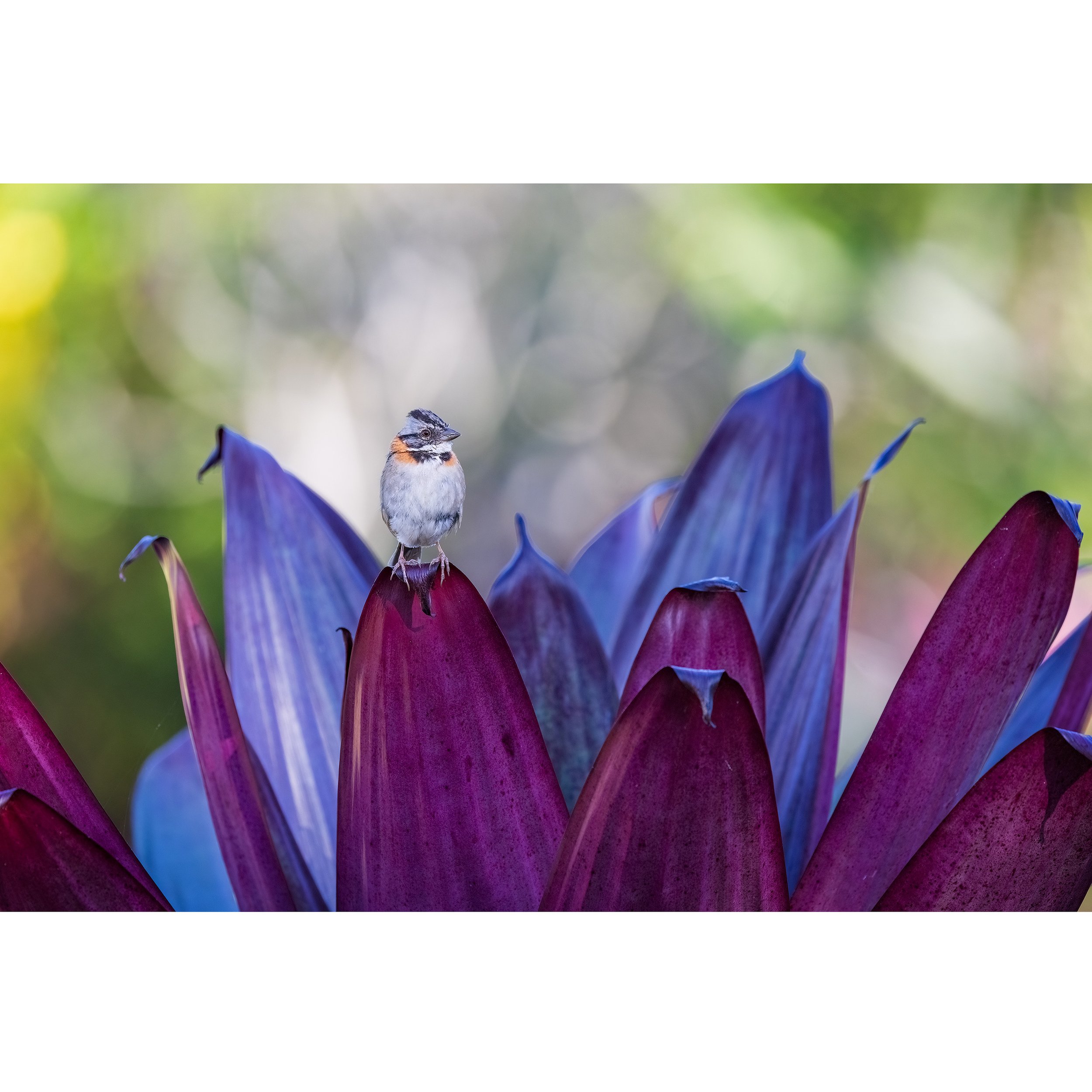 Rufous-collared-Sparrow-Costa-Rica-2023-square.jpg