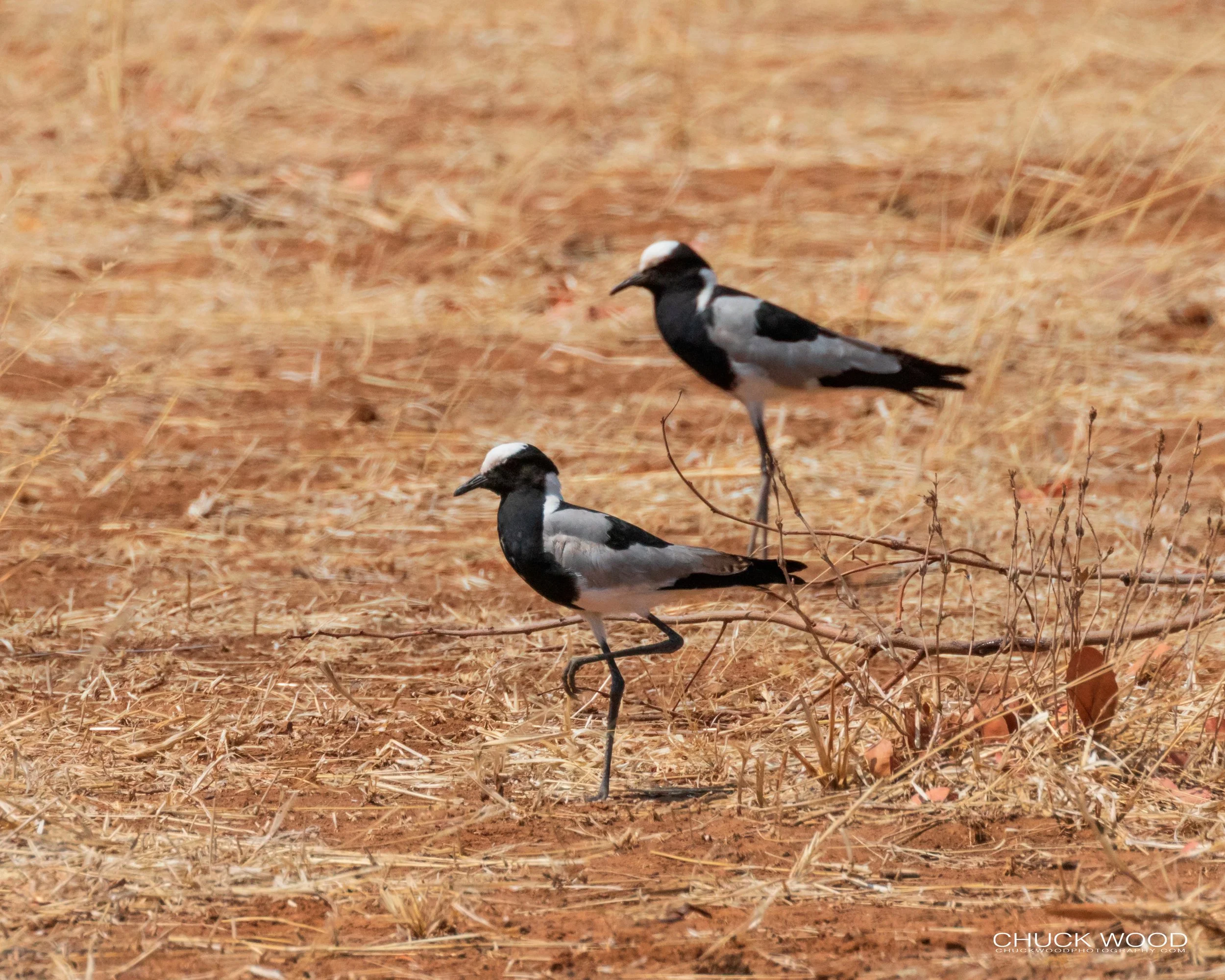  Hwange, Zimbabwe 2019 