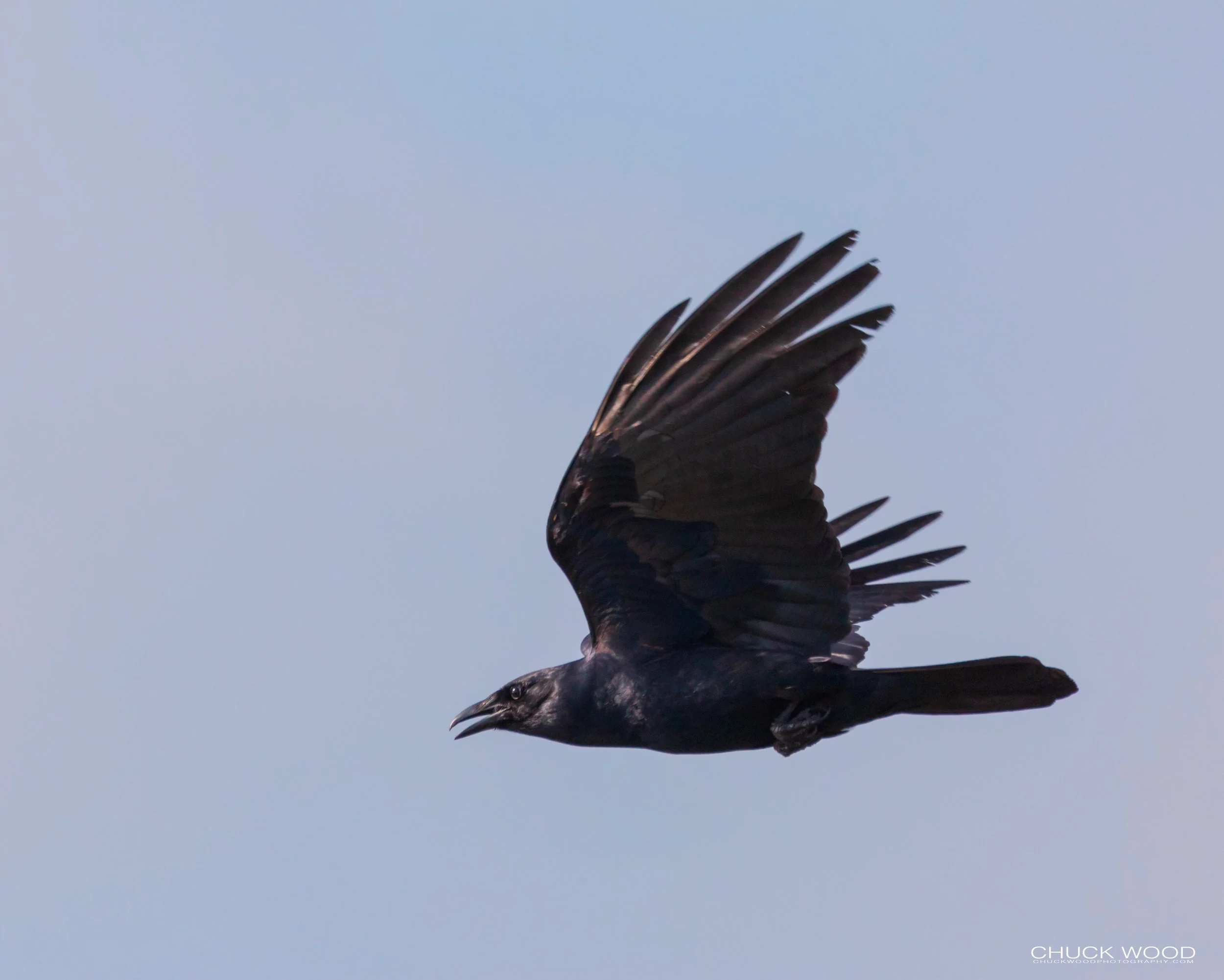  Forsythe NWR, NJ 2019 