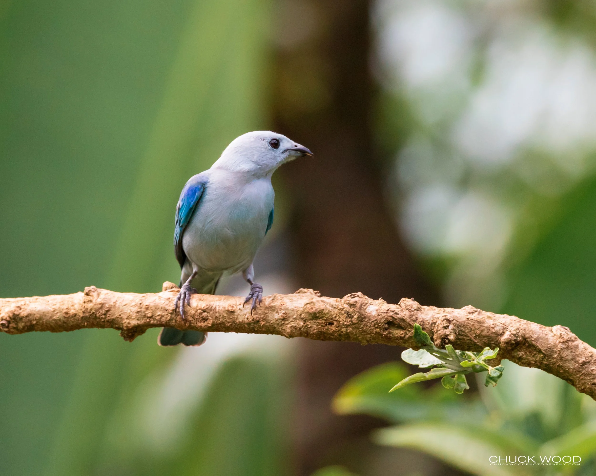  Rancho Naturalista, Costa Rica 2020 