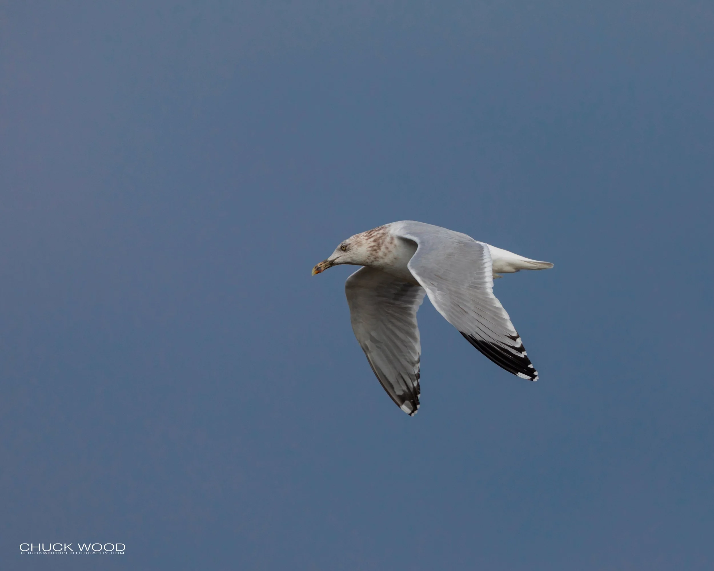  Forsythe NWR, NJ 2019 