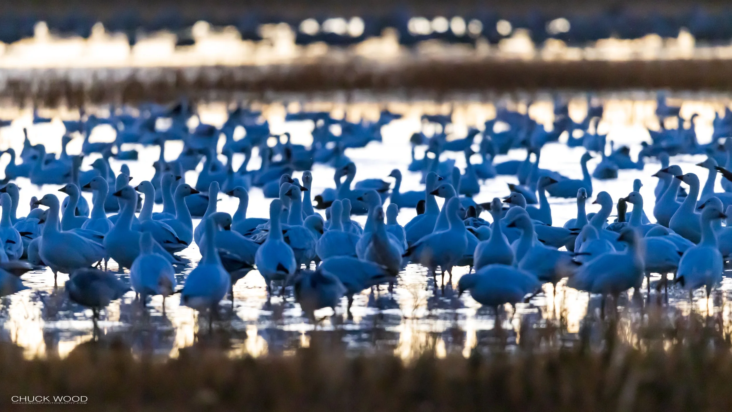  Bosque del Apache, NM 2021 