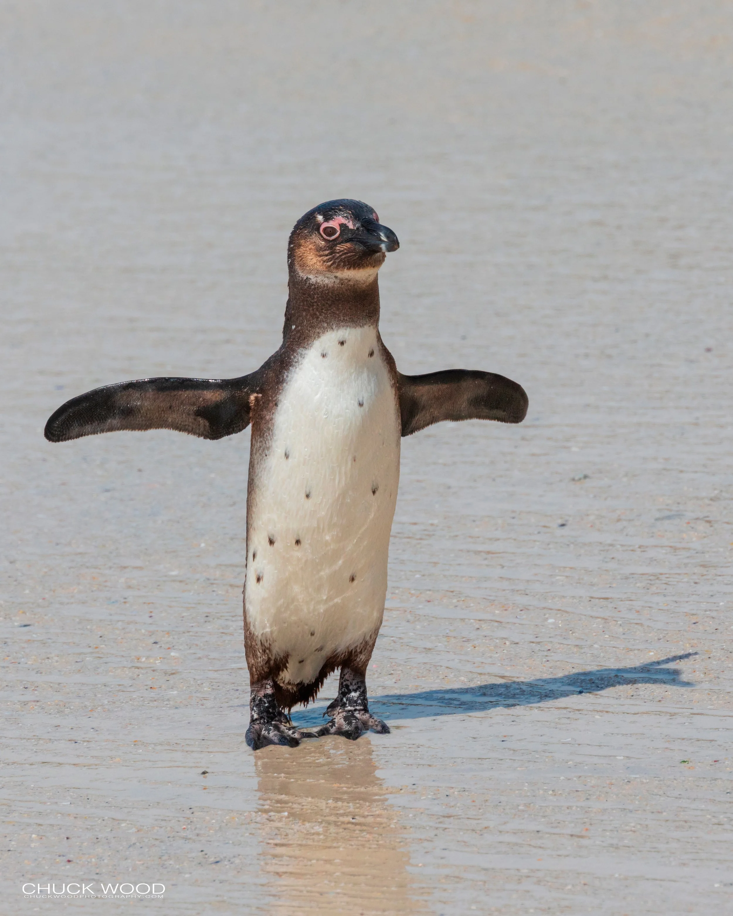  Boulders Beach, Cape Town 2019 