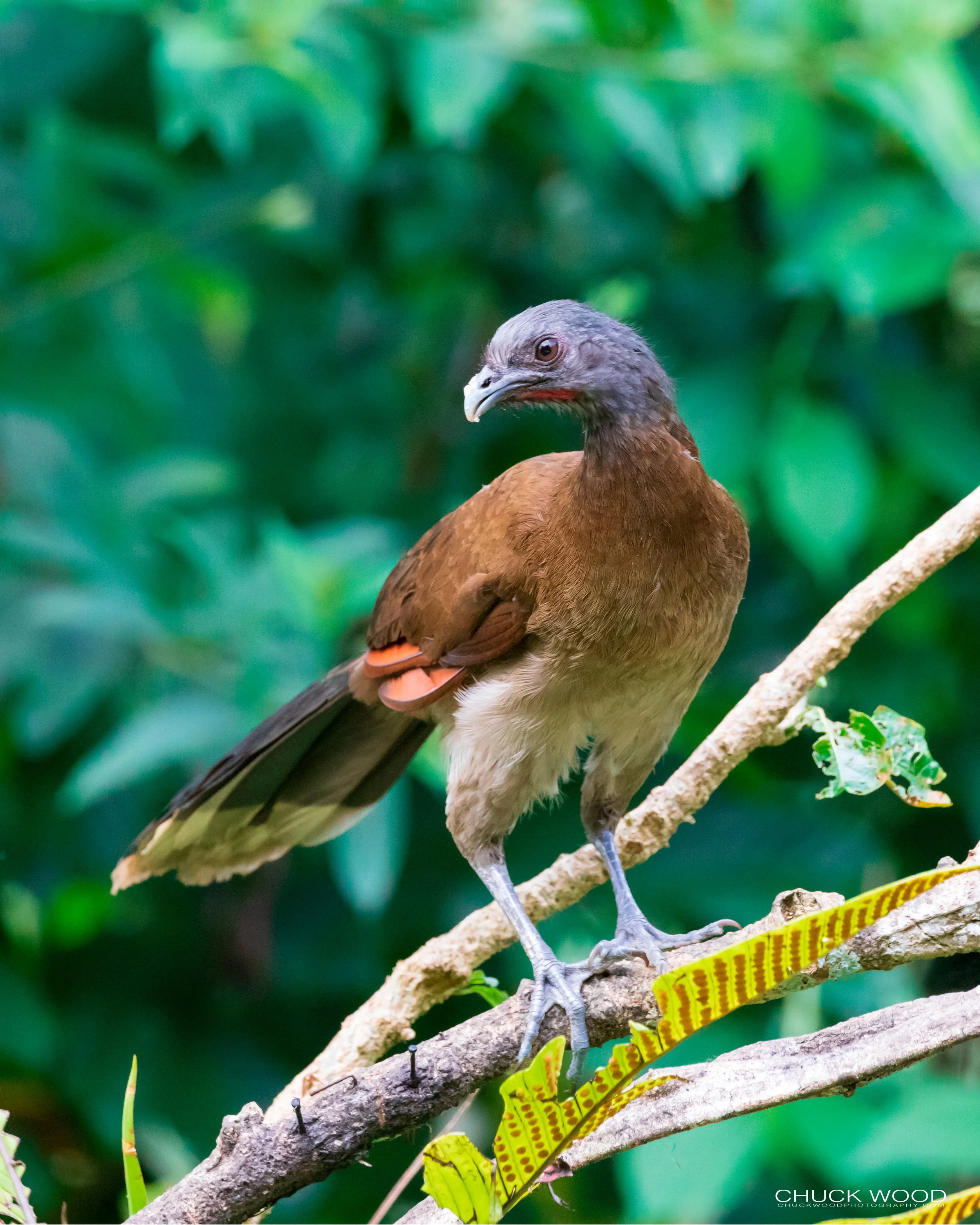  Rancho Naturalista, Costa Rica 2020 