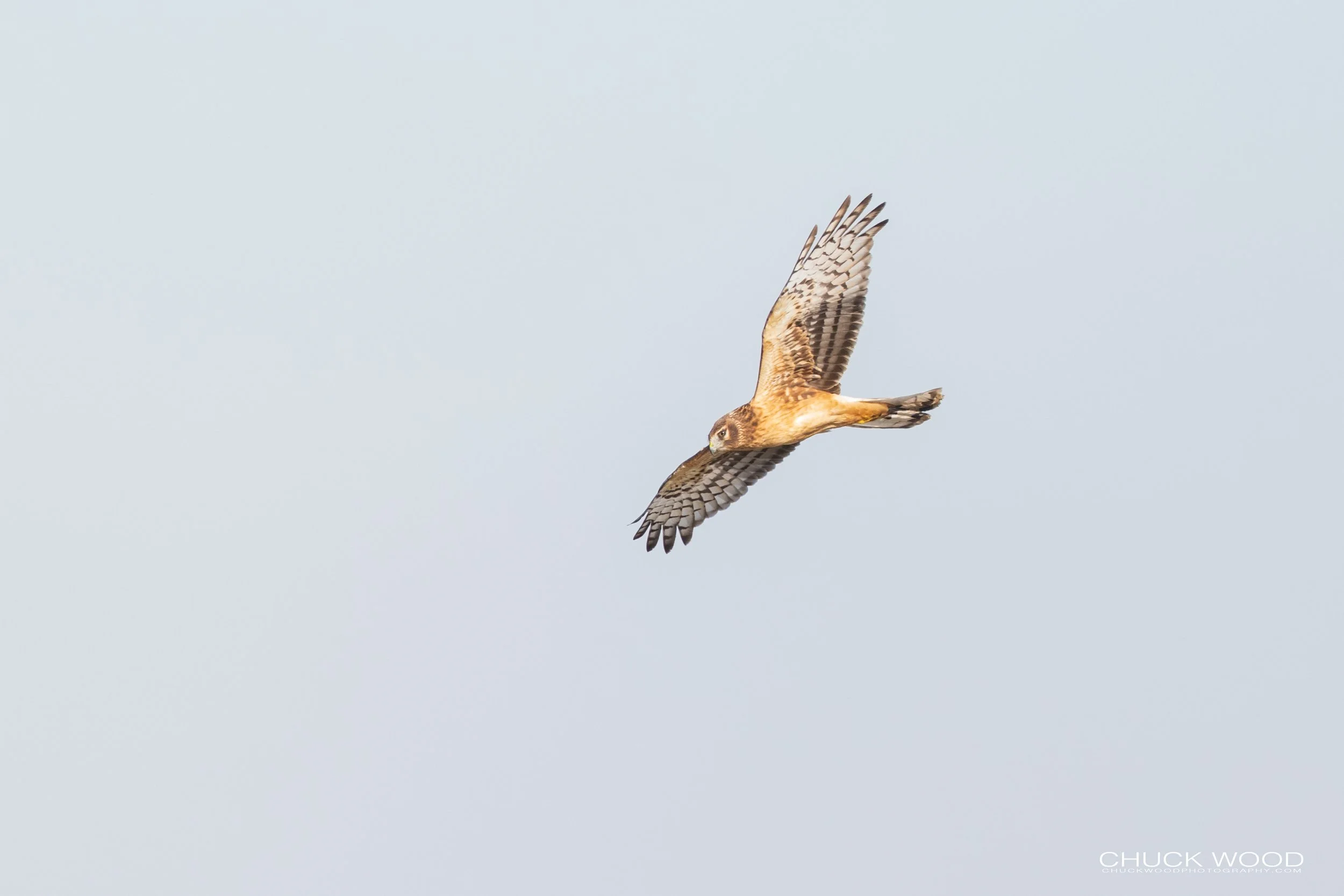  Forsythe NWR, NJ 2020 