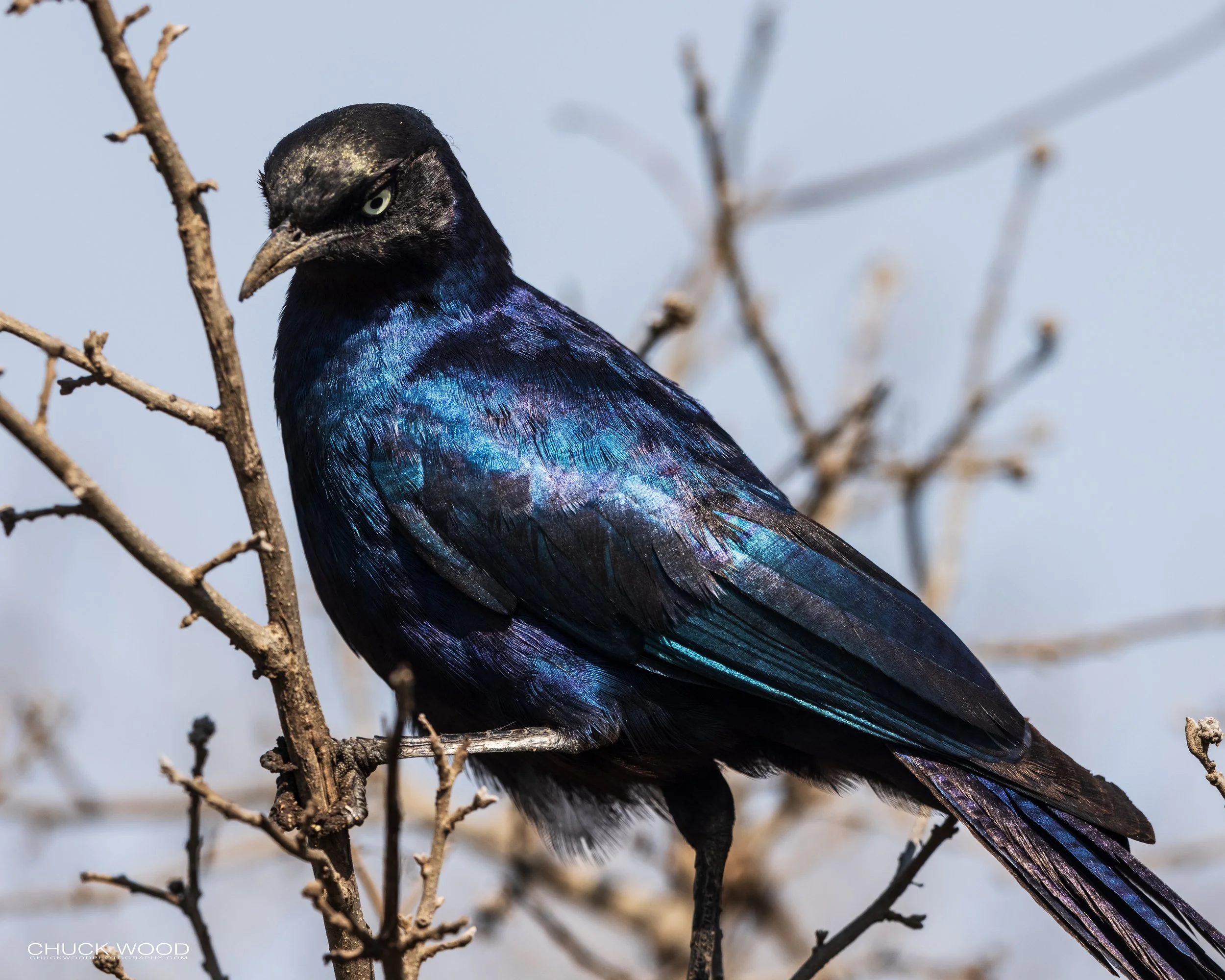   Serengeti, Tanzania 2021 