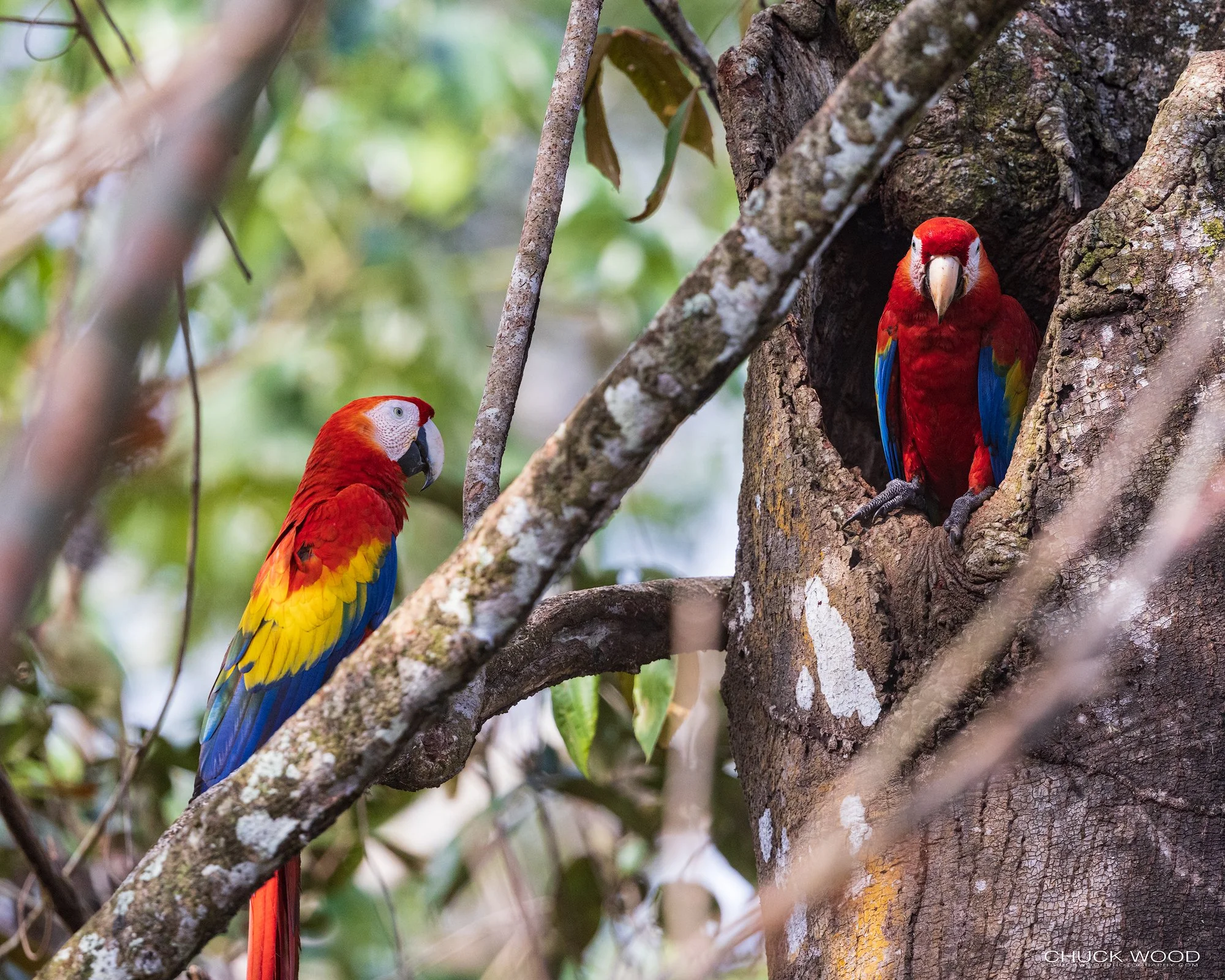  Osa Peninsula, Costa Rica 2022 