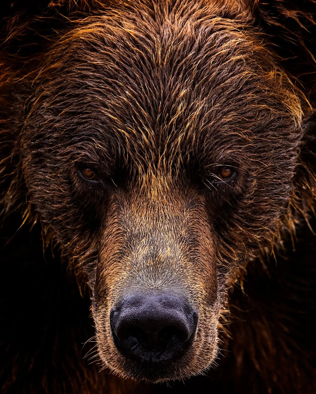 CW00023-The-Face-of-Katmai-2022-1080.jpg
