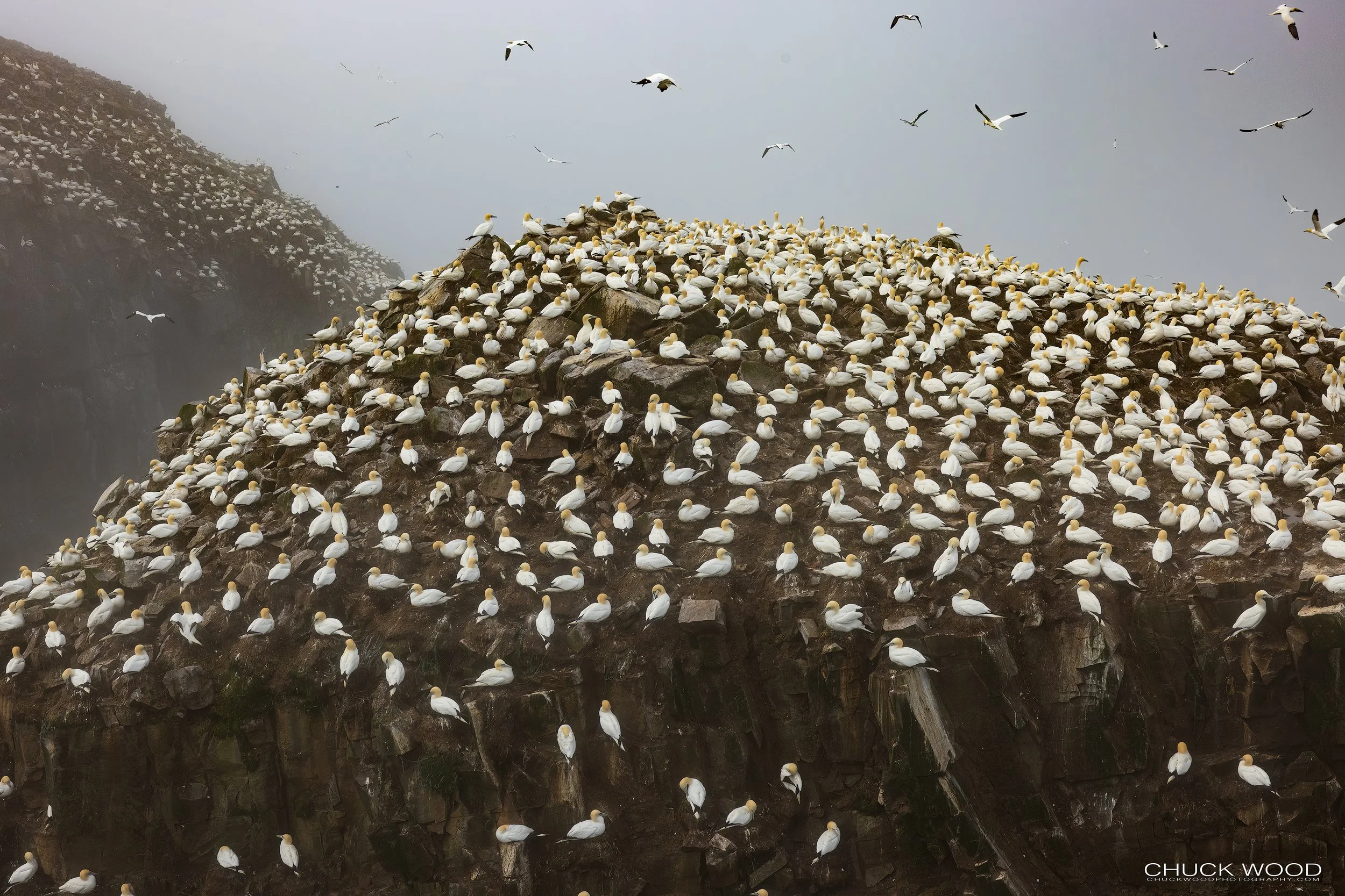  Cape St. Marys, NL 2022 