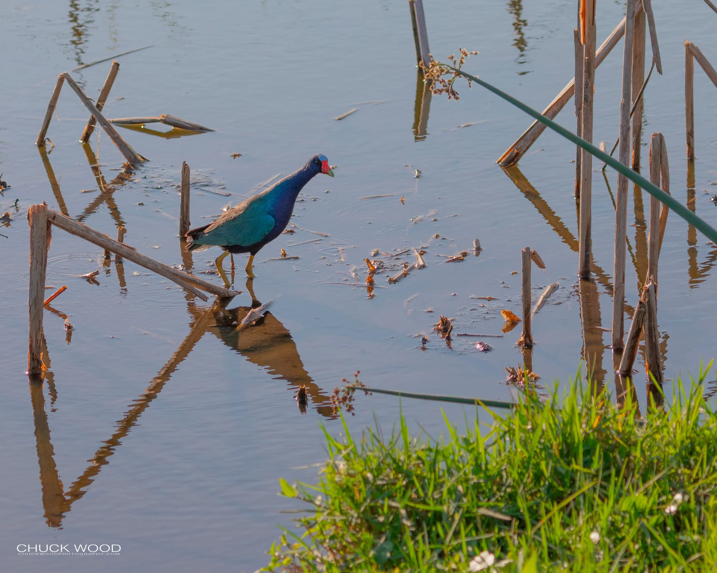  Viera Wetlands, FL 2019 