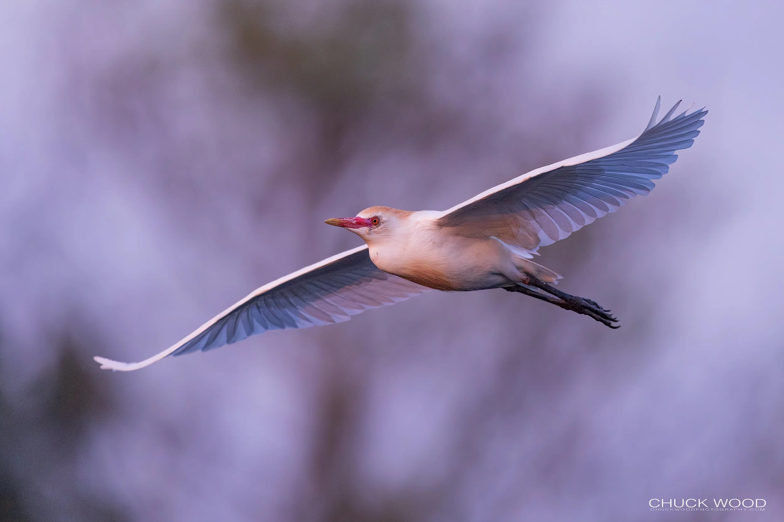  Wakodahatchee, FL 2021 