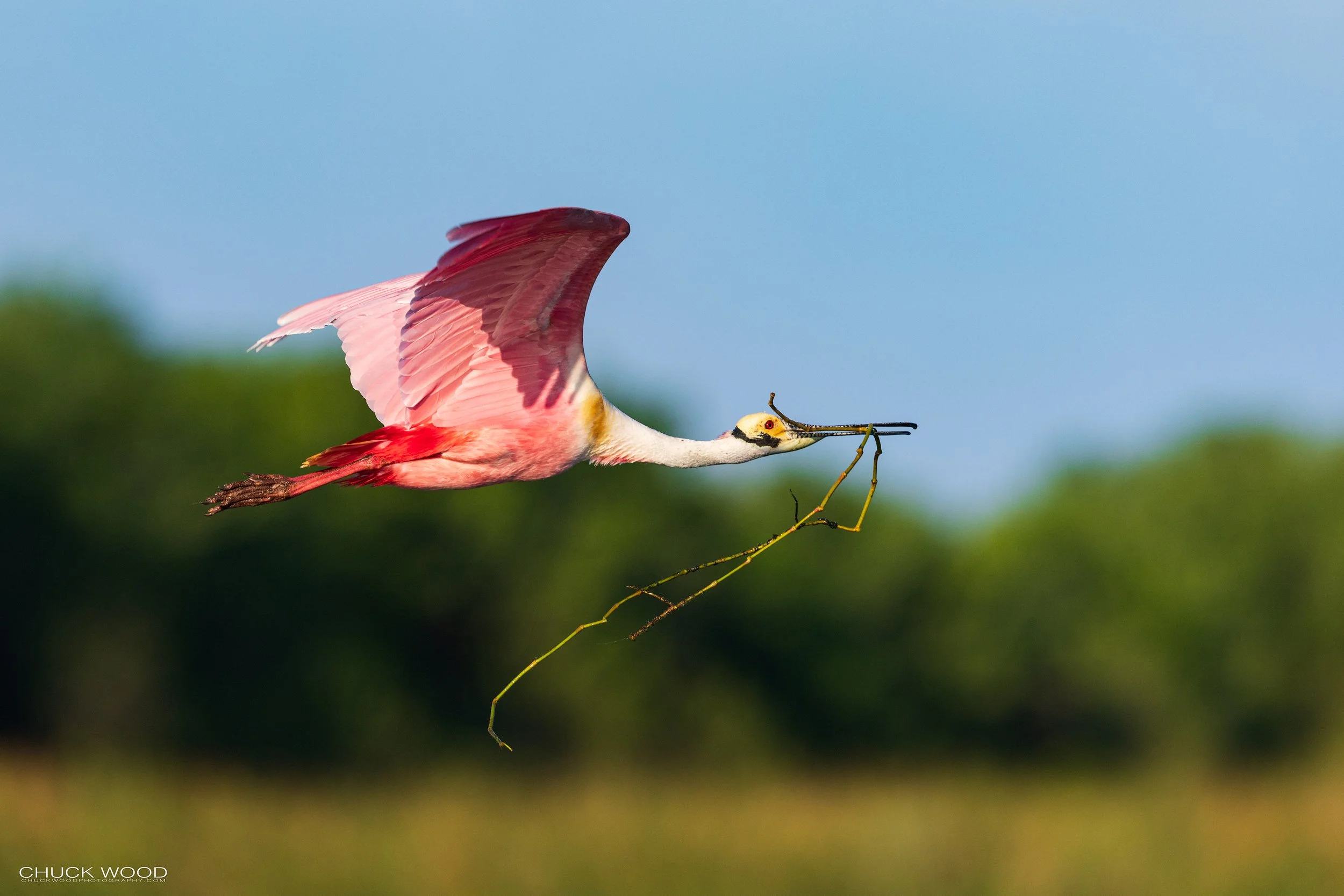  Stick Marsh, FL 2022 