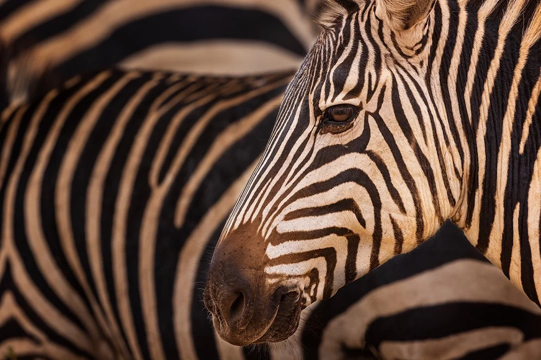 CW00005-Zebras-Tarangire-2021-1080.jpg