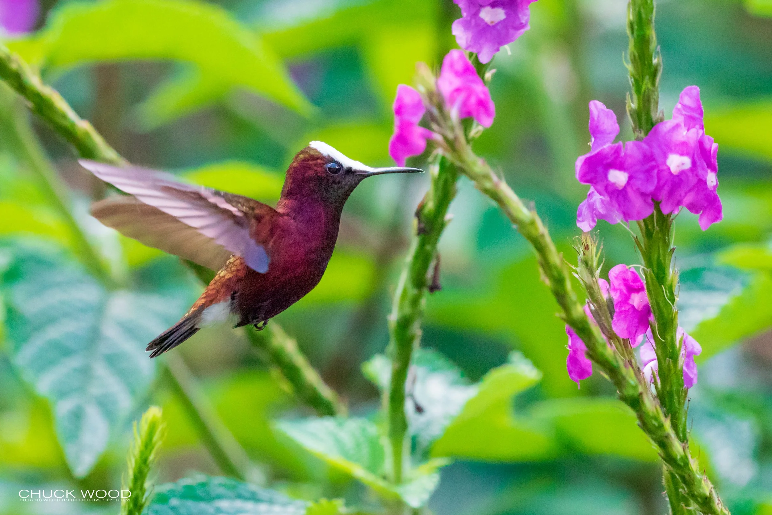  Rancho Naturalista, Costa Rica 2020 