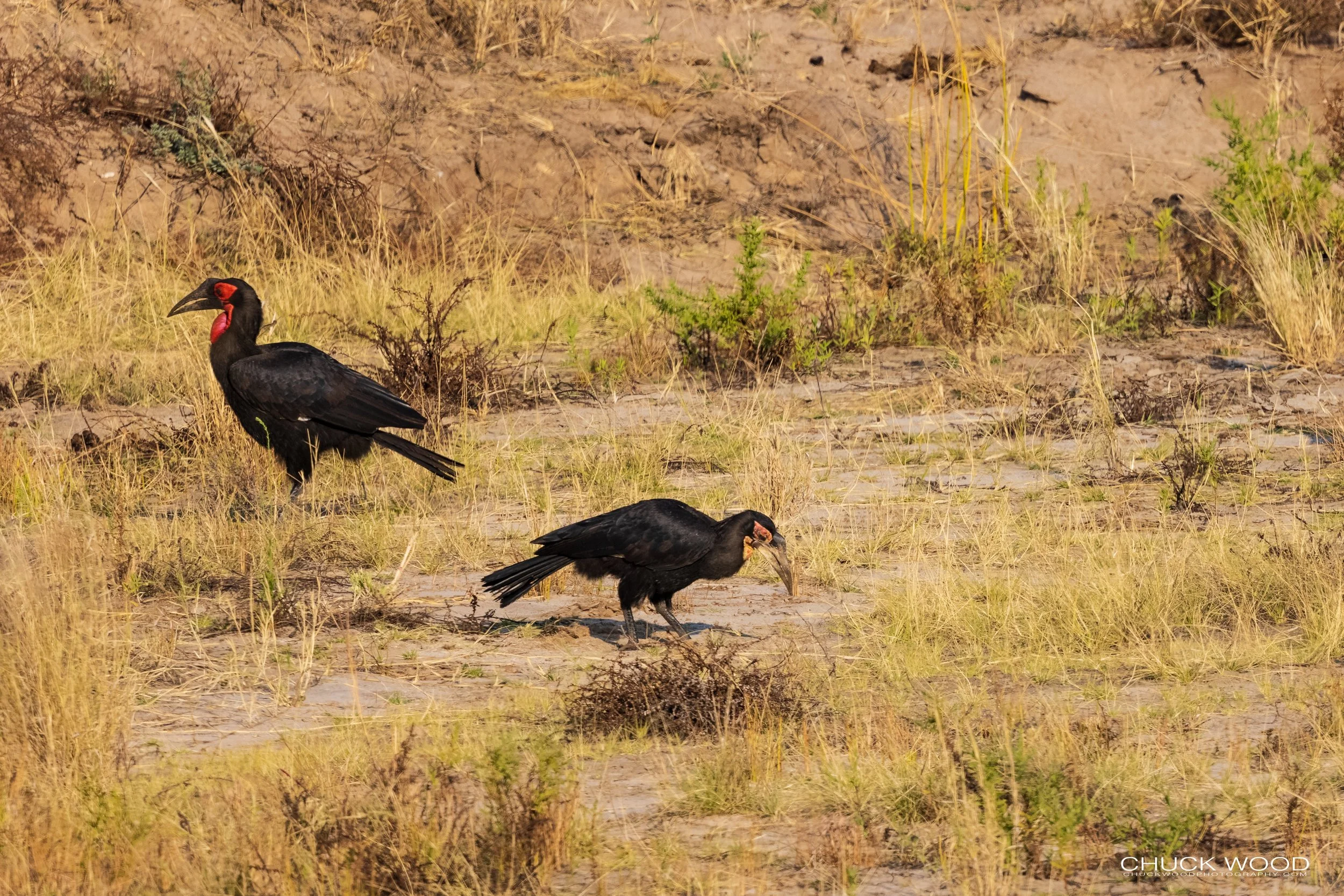  Tarangire, Tanzania 2021 