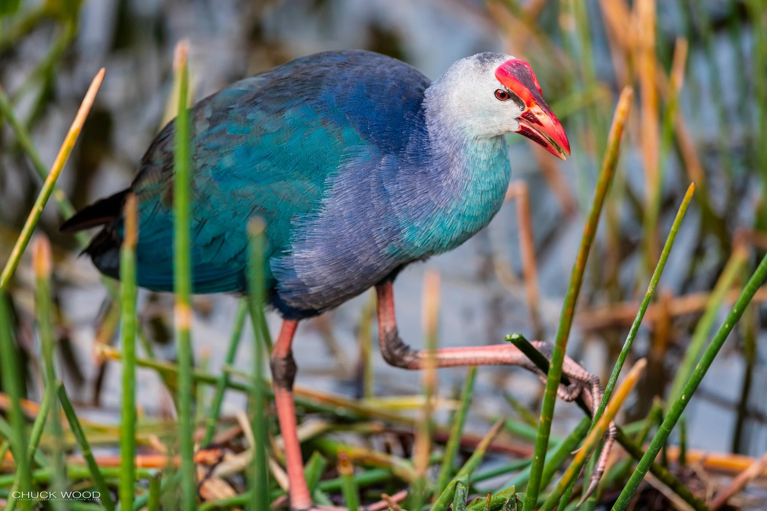  Wakodahatchee, FL 2021 