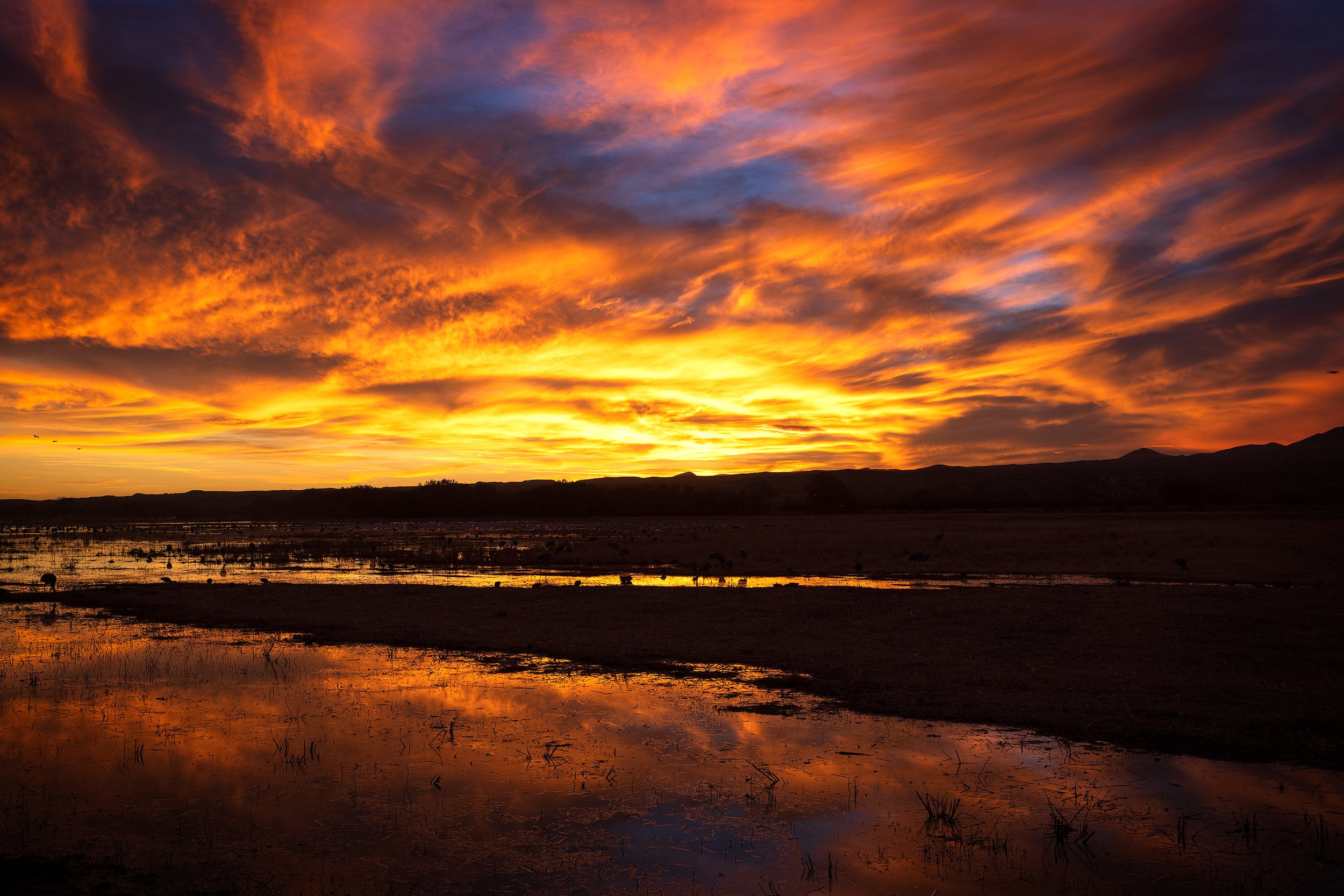 Bosque-del-Apache-Sunset-2021-8x12-WB.jpg
