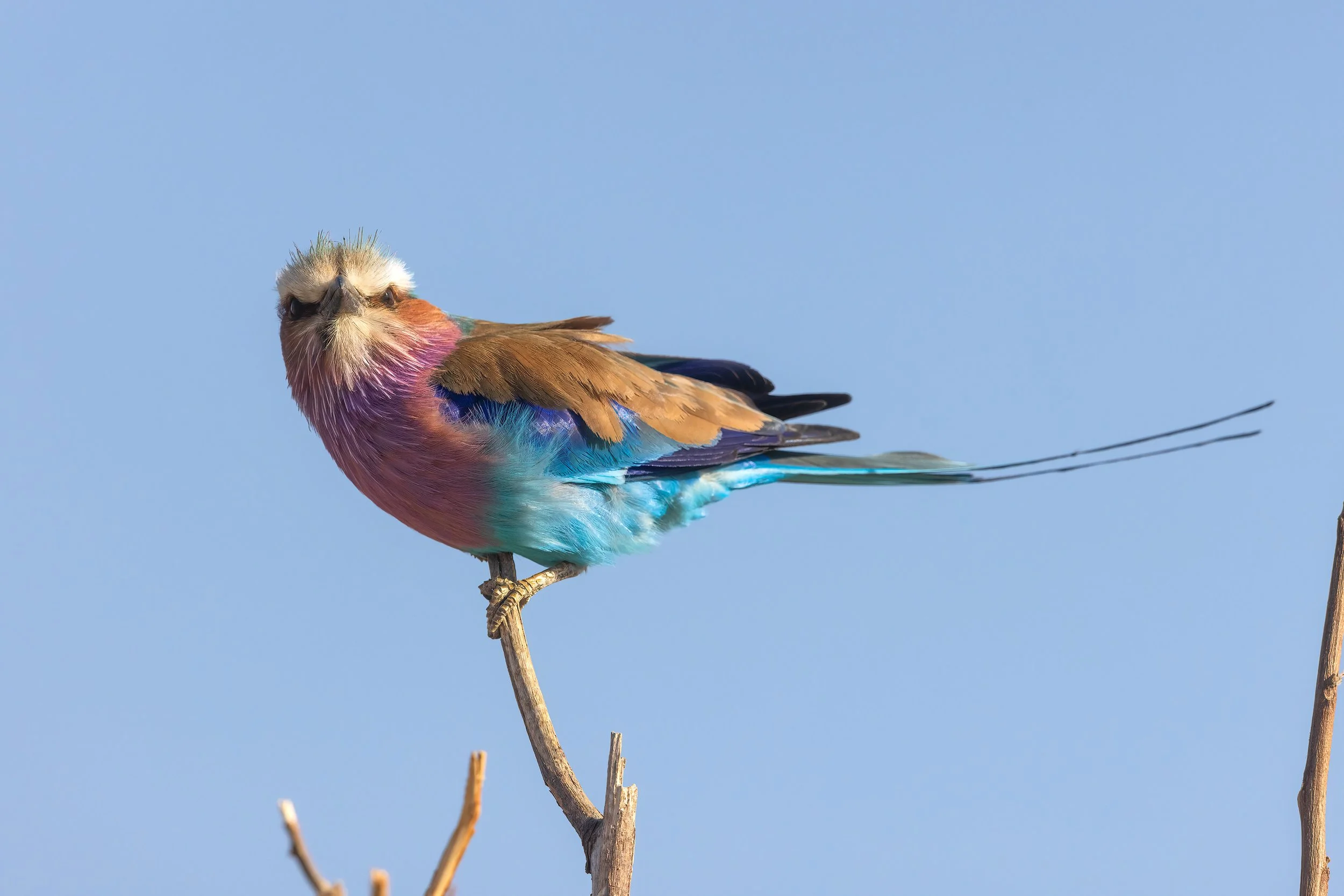  Chobe Riverfront, Botswana 2023 