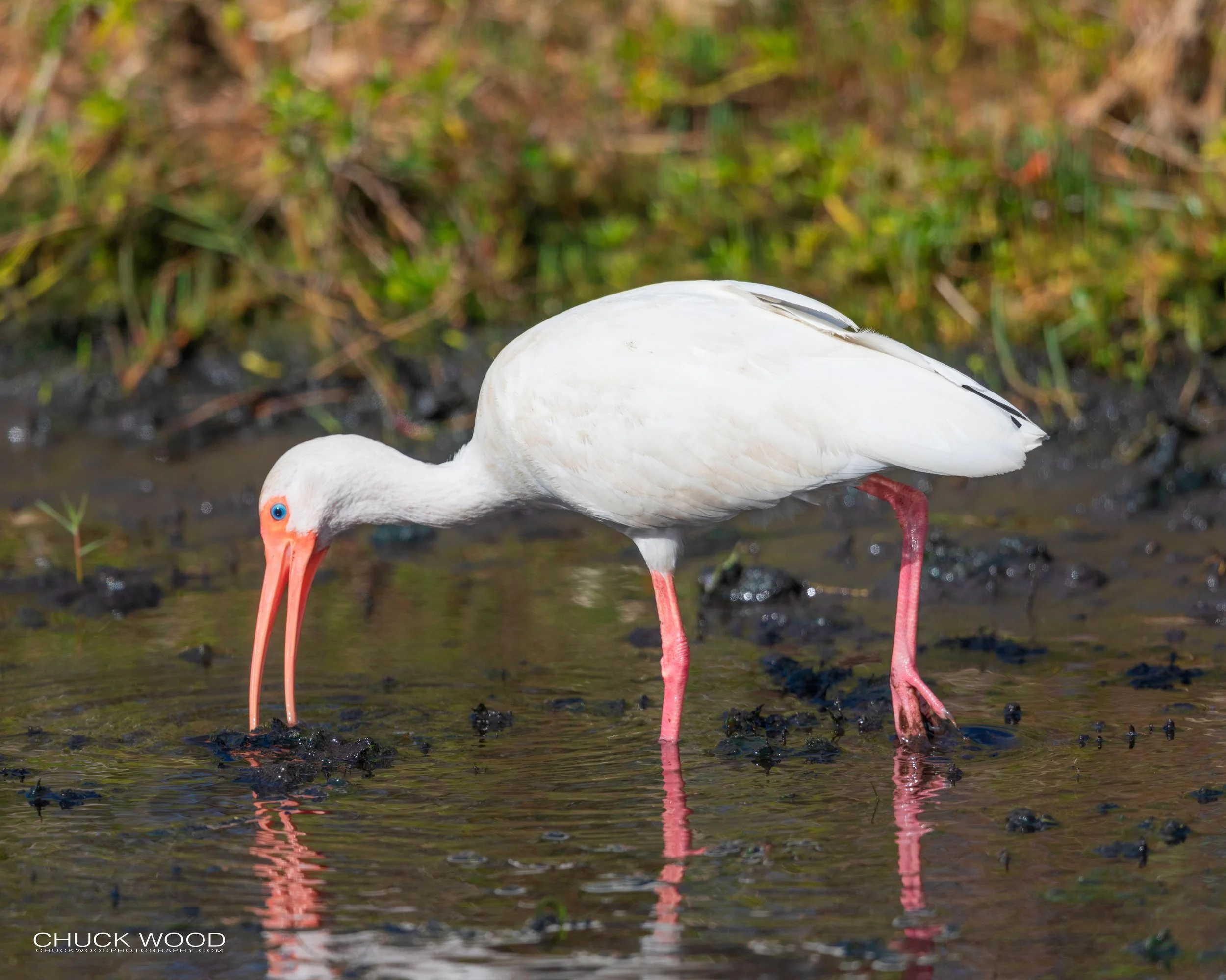  Merritt Island, FL 2020 