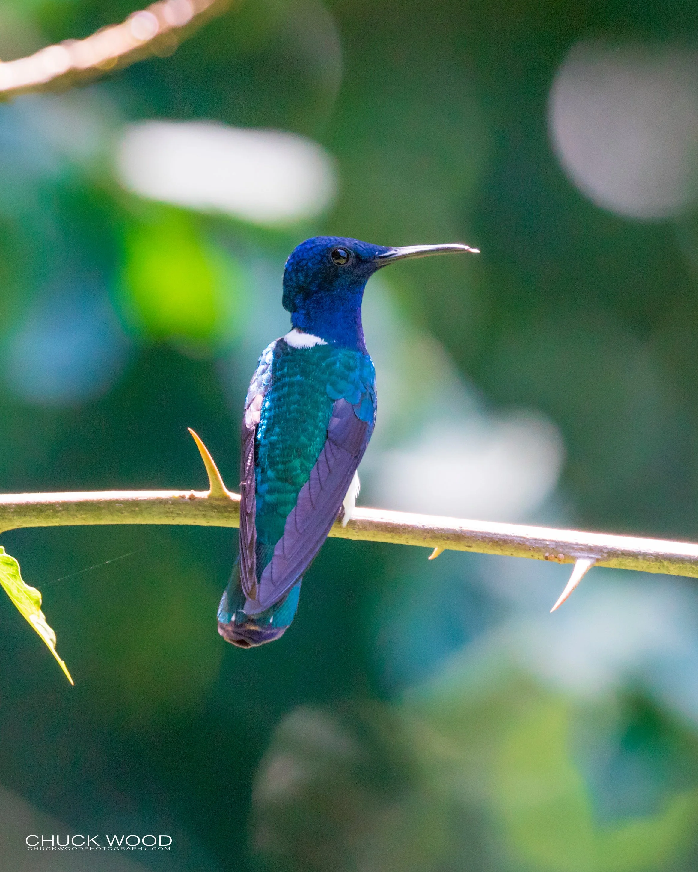  Rancho Naturalista, Costa Rica 2020 