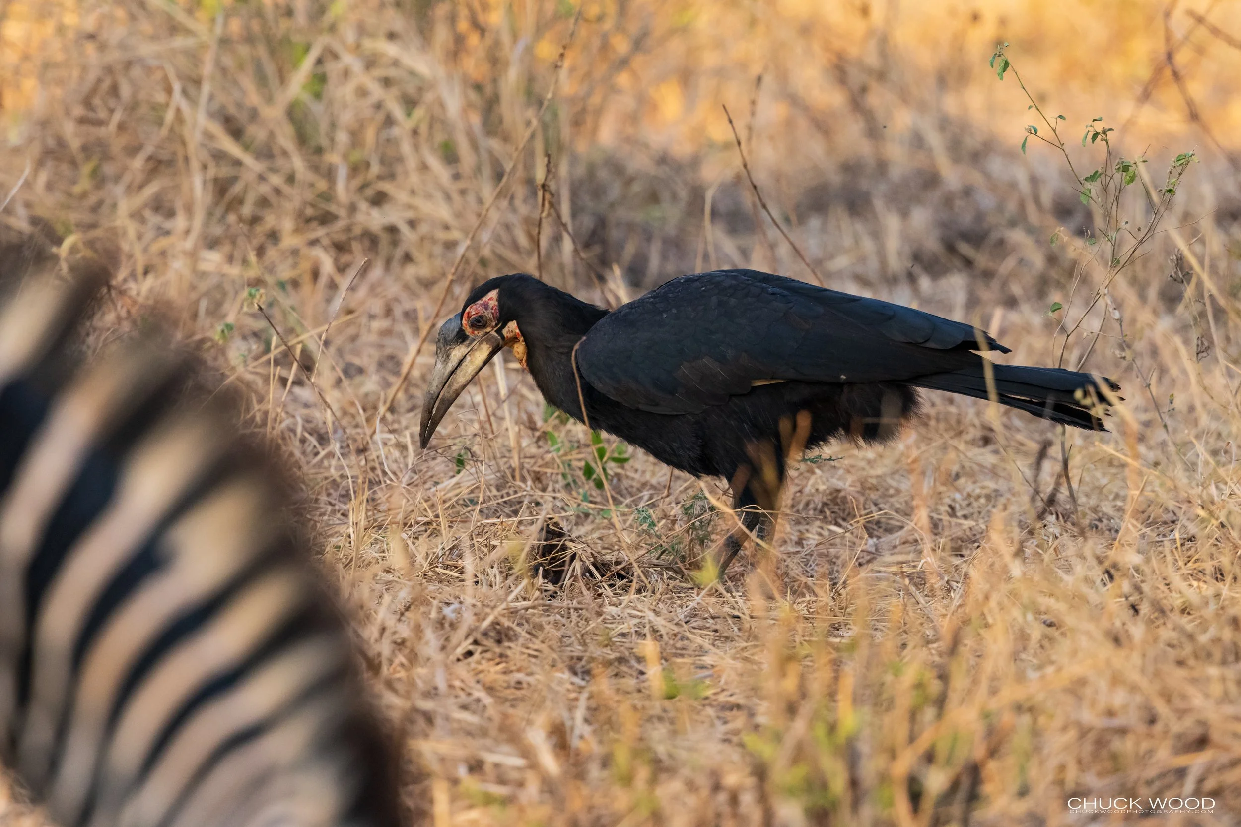  Tarangire, Tanzania 2021 