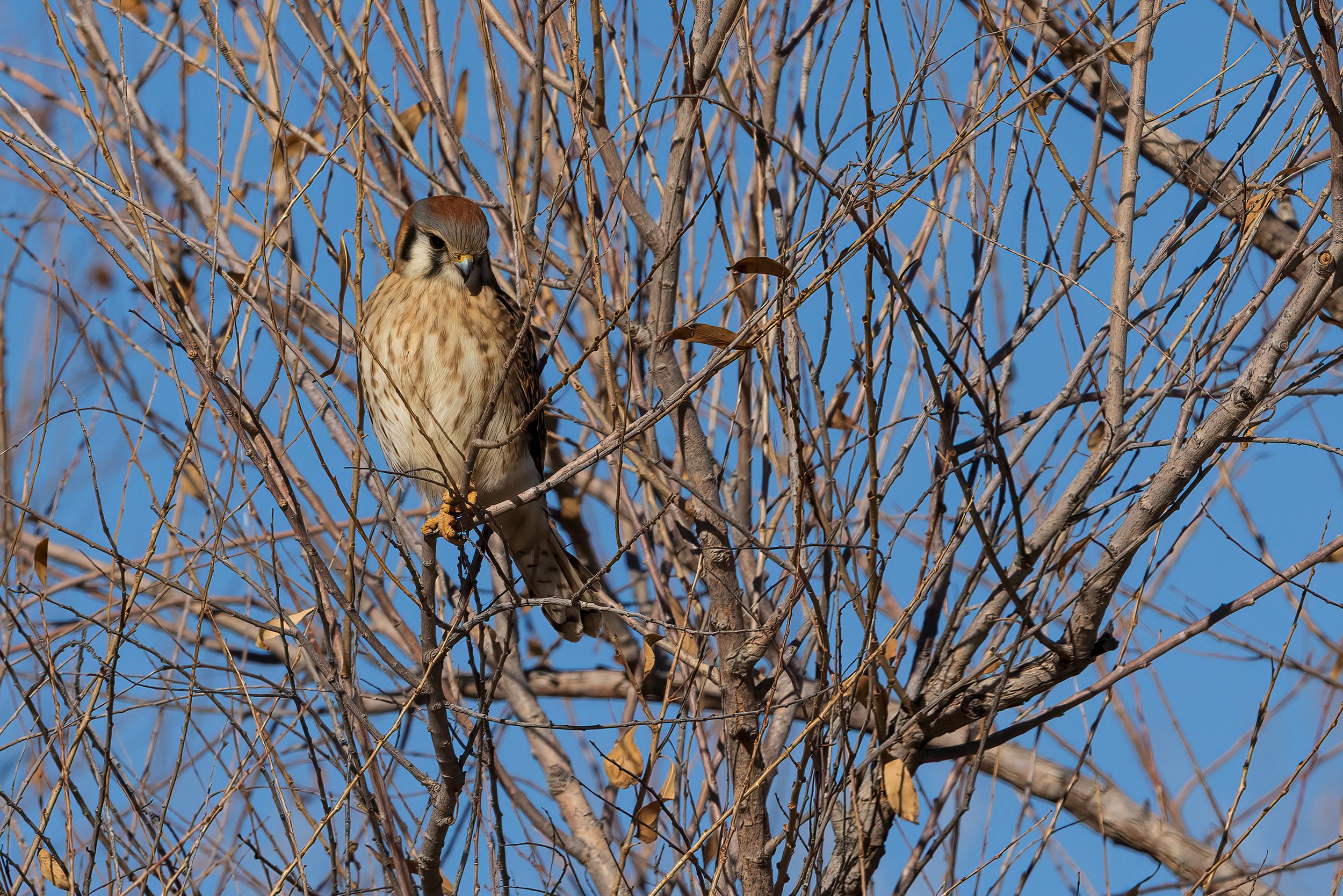  Bosque del Apache, NM 2023 