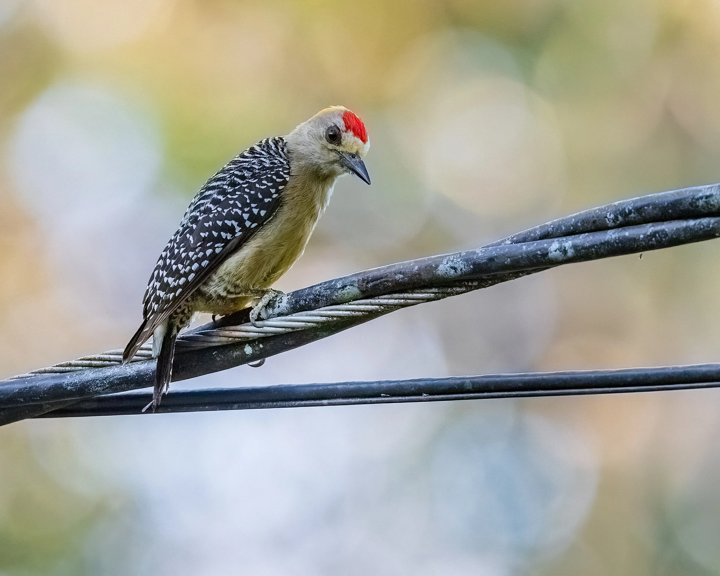  Carara NP, Costa Rica 2023 