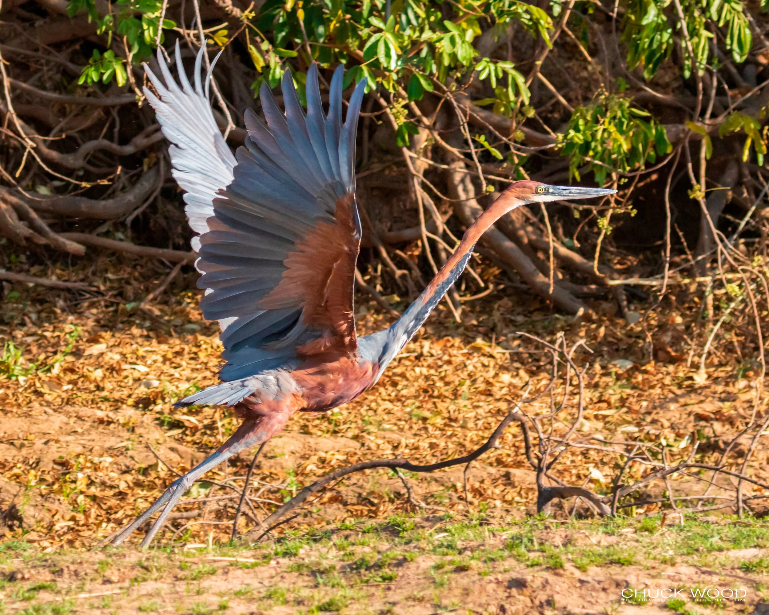  Mana Pools, Zimbabwe 2019 