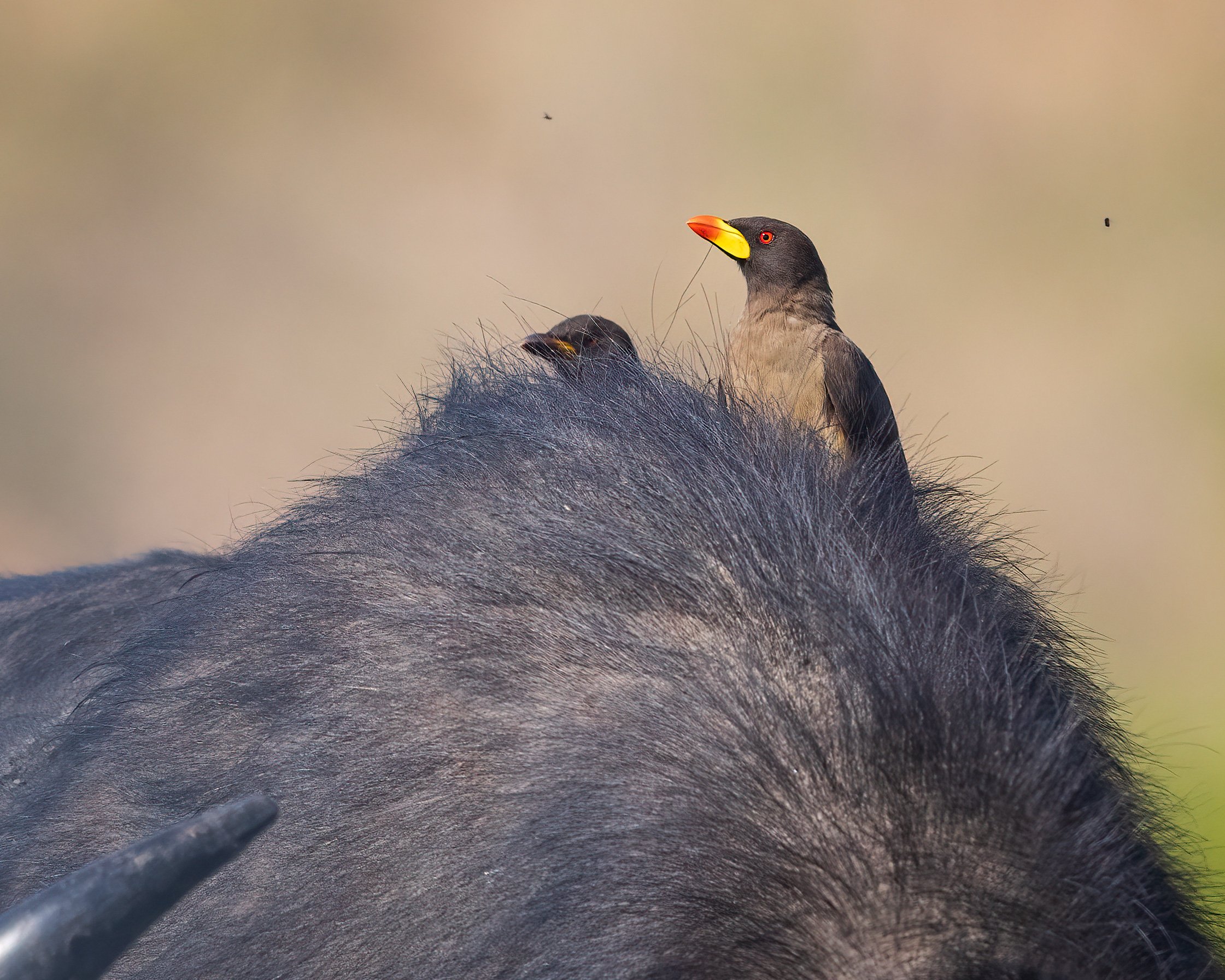  Chobe River, Botswana 2023 