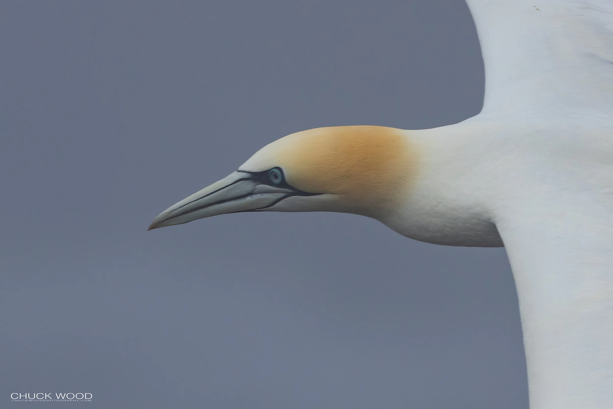  Cape St. Marys, NL 2022 