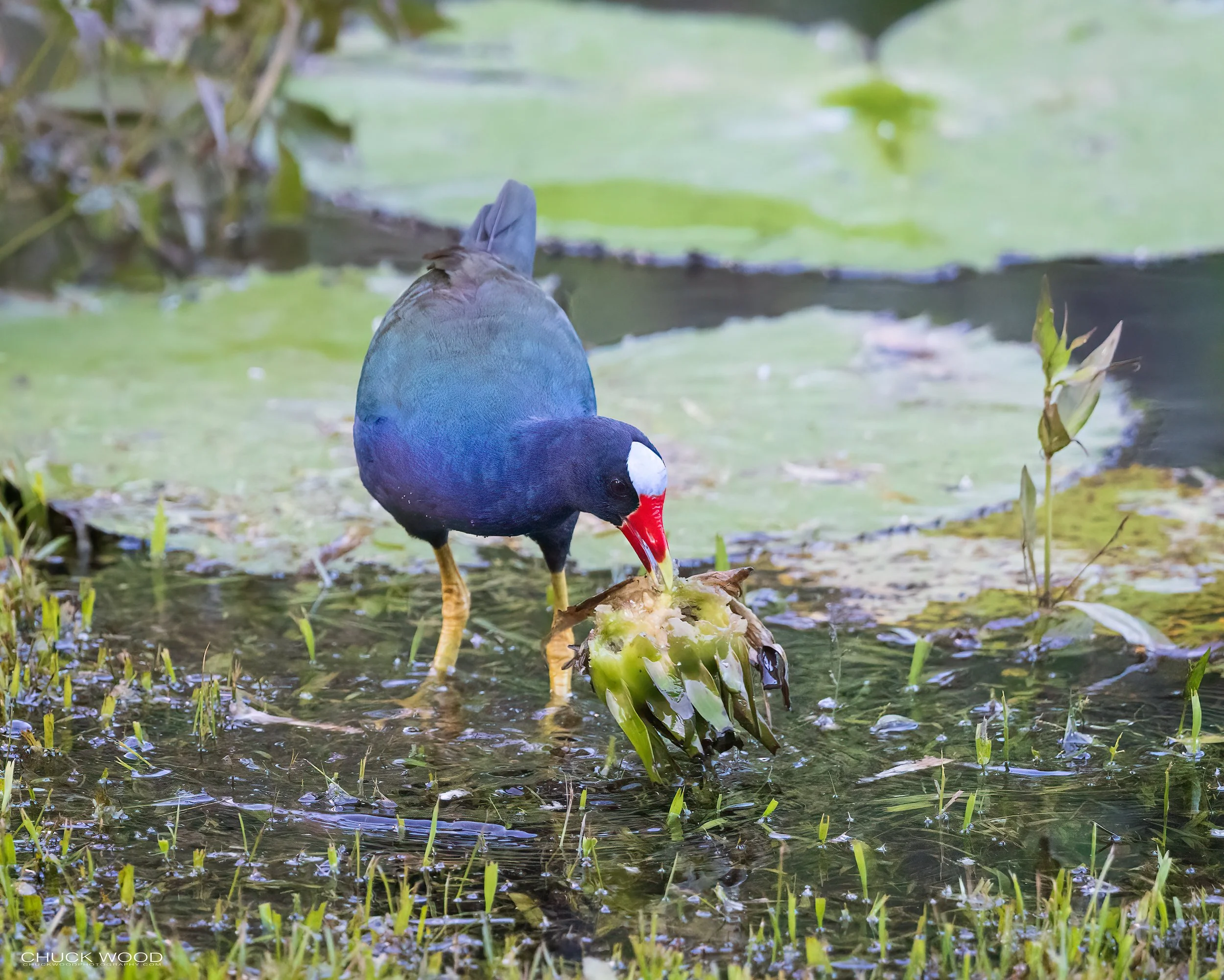  Macaw Lodge, Costa Rica 2023 