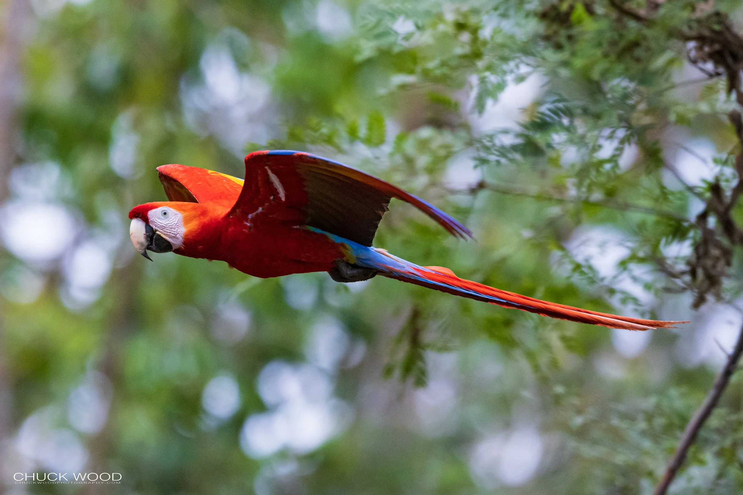  Osa Peninsula, Costa Rica 2022 
