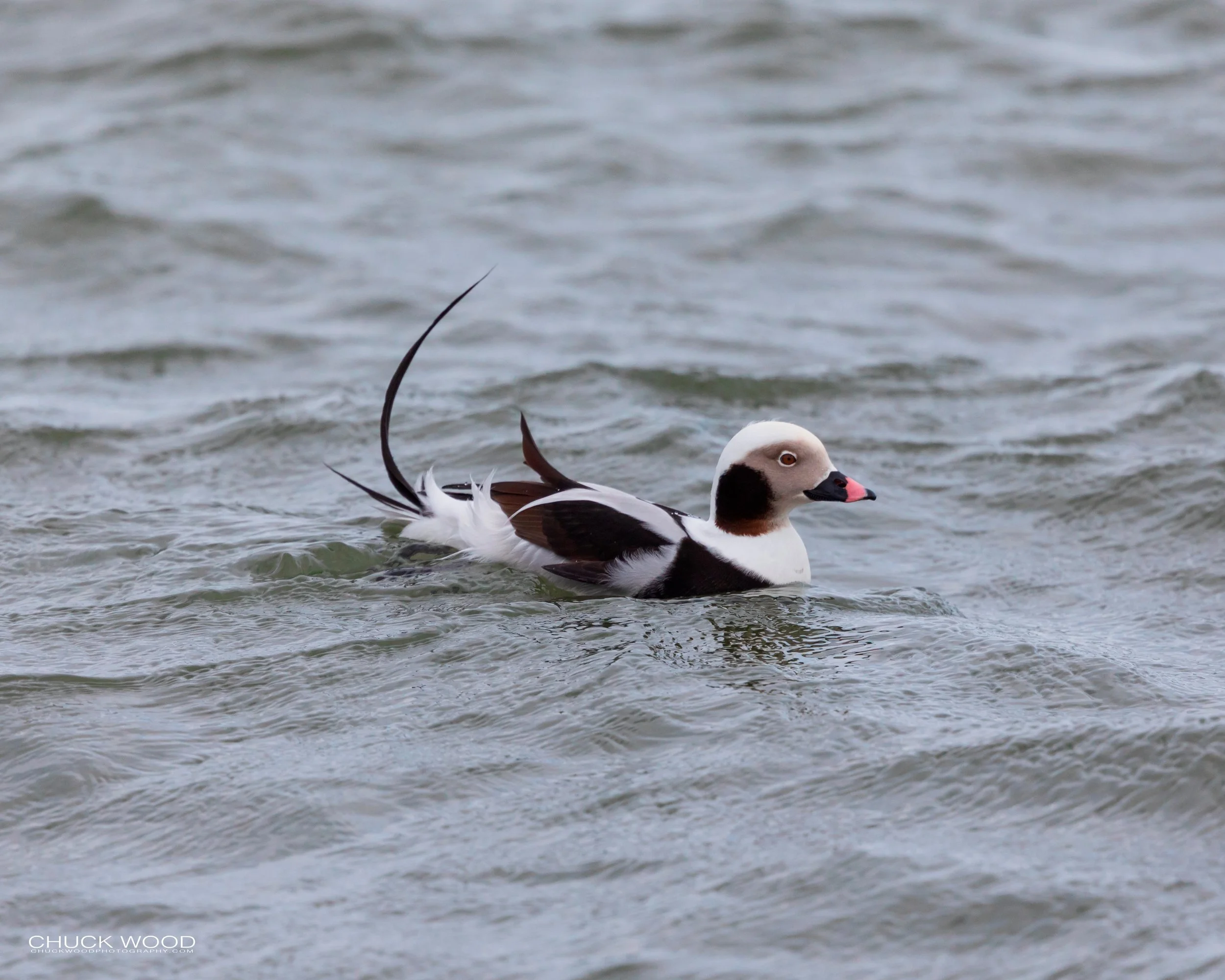  Barnegat Lighthouse, NJ 2020 